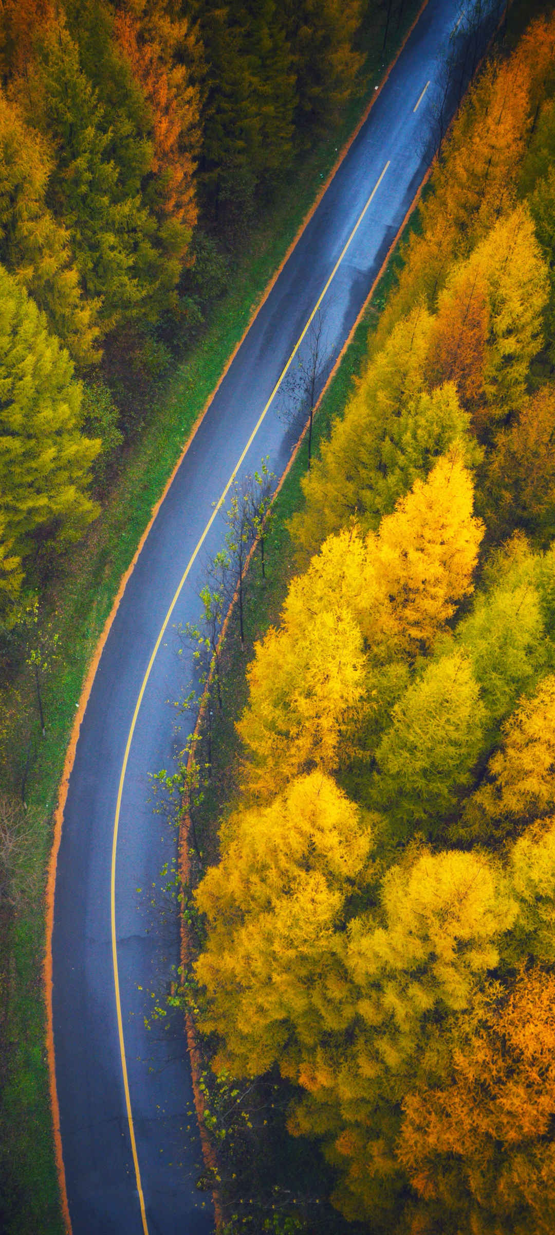 俯视 秋季 森林 美丽 公路风景 壁纸-