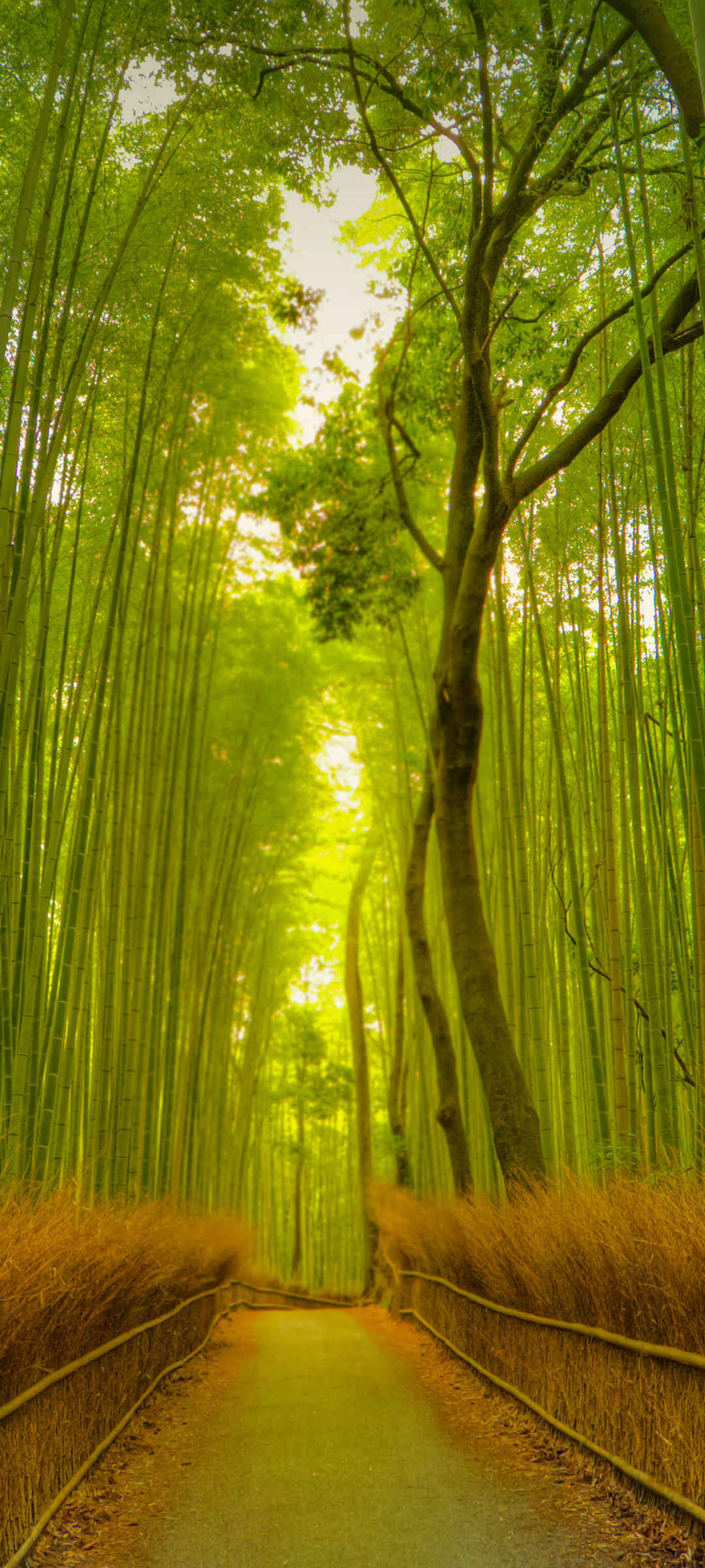 绿色竹林小道护眼风景手机壁纸