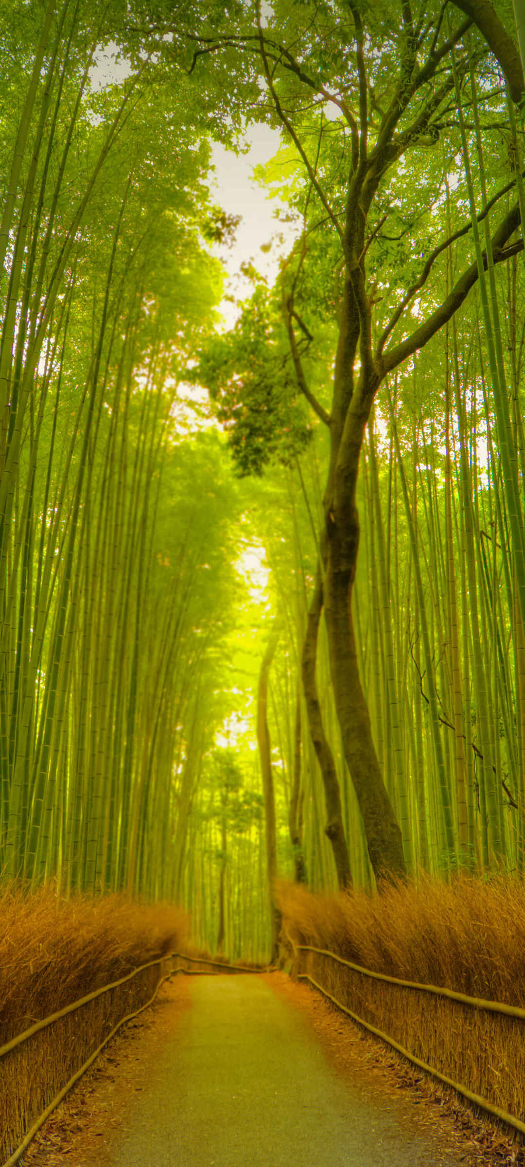 绿色竹林小道护眼风景手机壁纸-