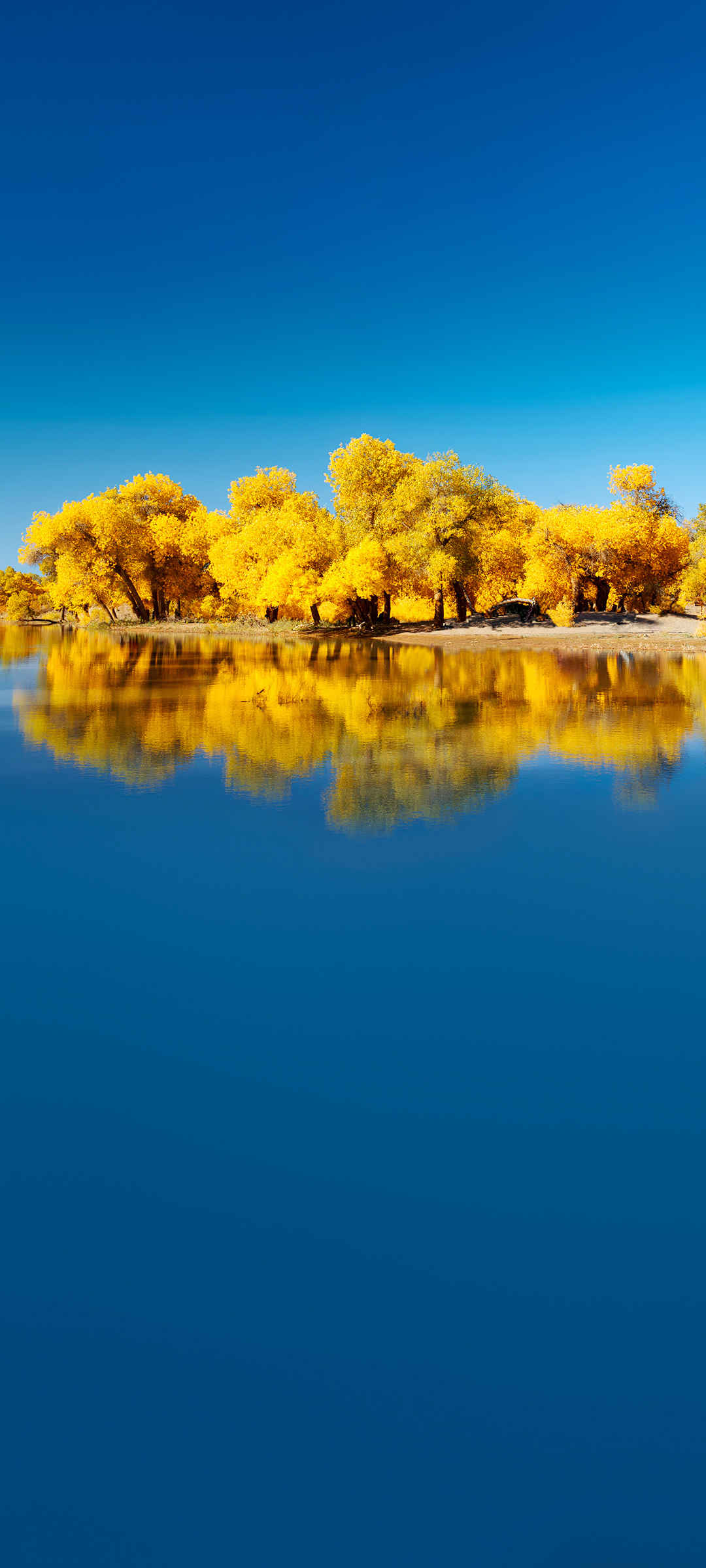 秋天 湖 树