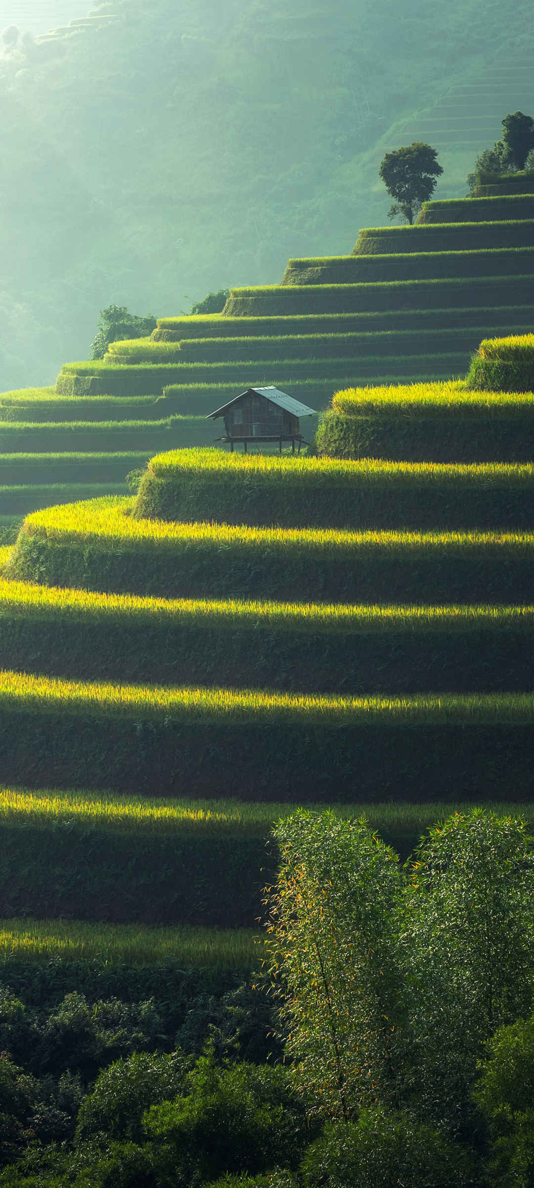 绿色 水稻 梯田 风景 小木屋 树 手机  壁纸