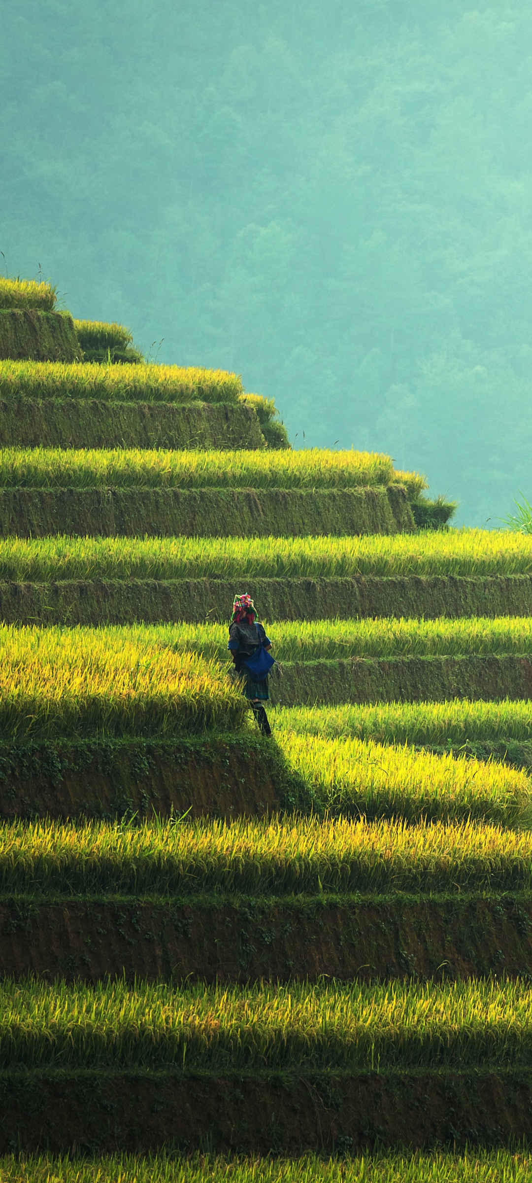 秋天 梯田 水稻 女孩 风景 壁纸-