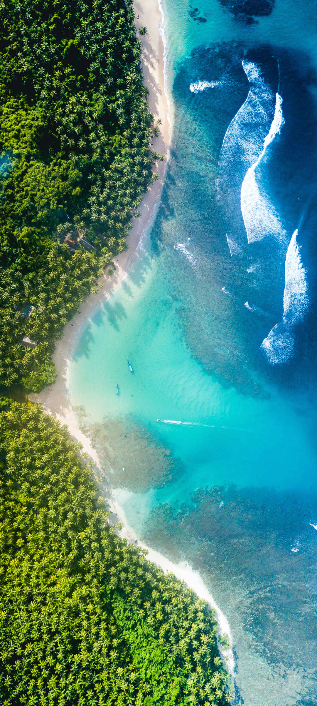 大海 树 海边 海水 全屏手机壁纸