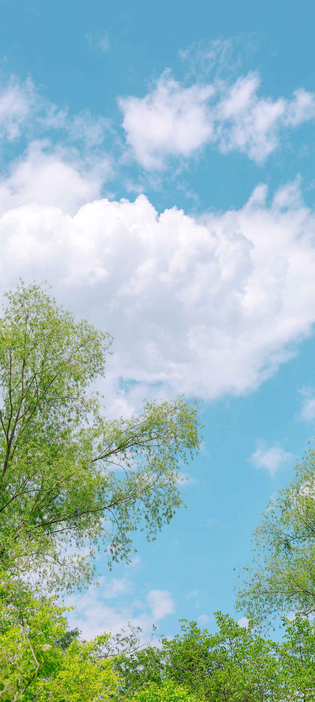 小清新树天空云风景手机壁纸图片-