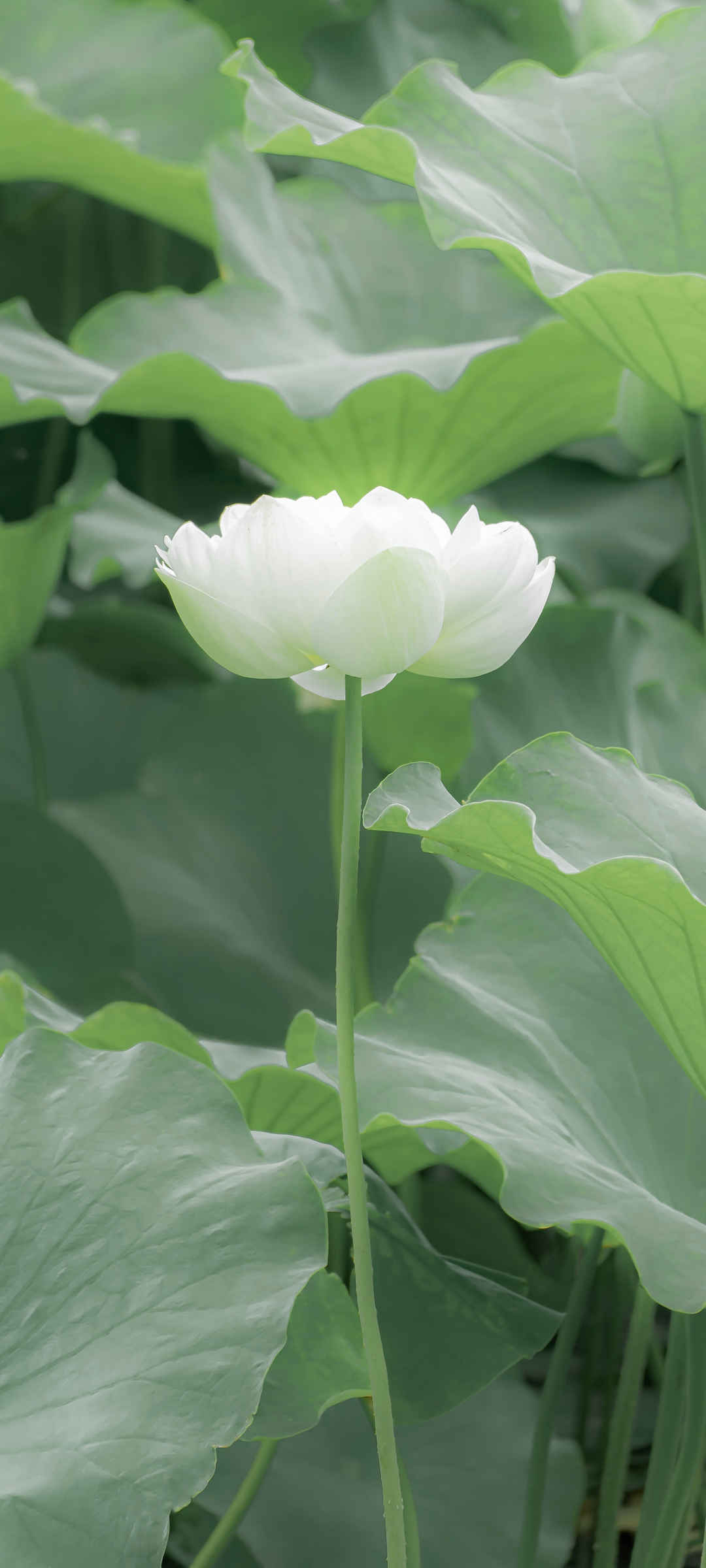 绿色荷叶白色荷花