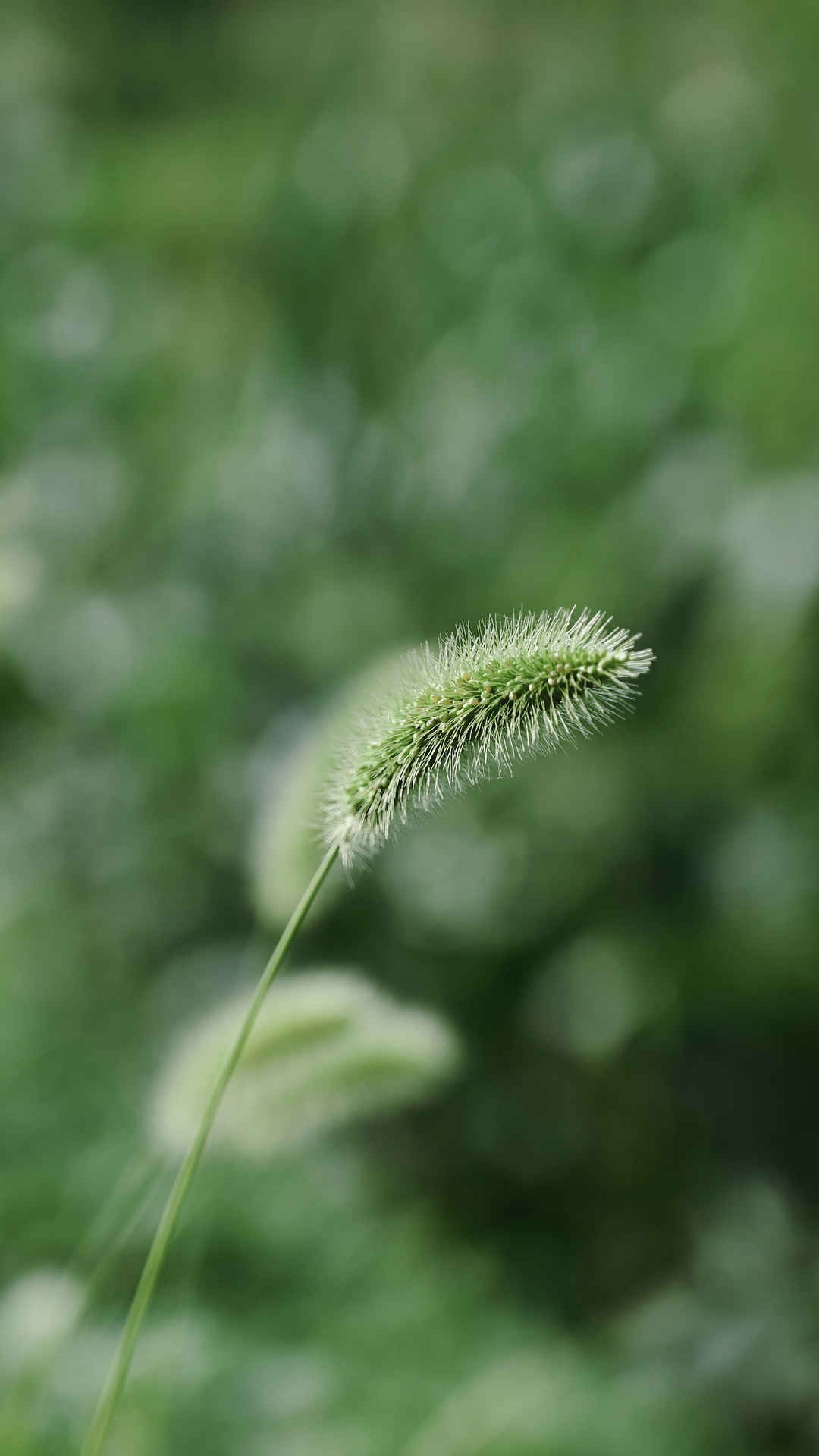 狗尾草护眼全面屏手机壁纸