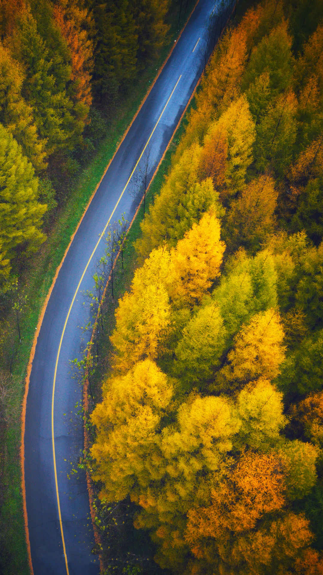 俯视好看秋天森林公路风景壁纸 2160x3840