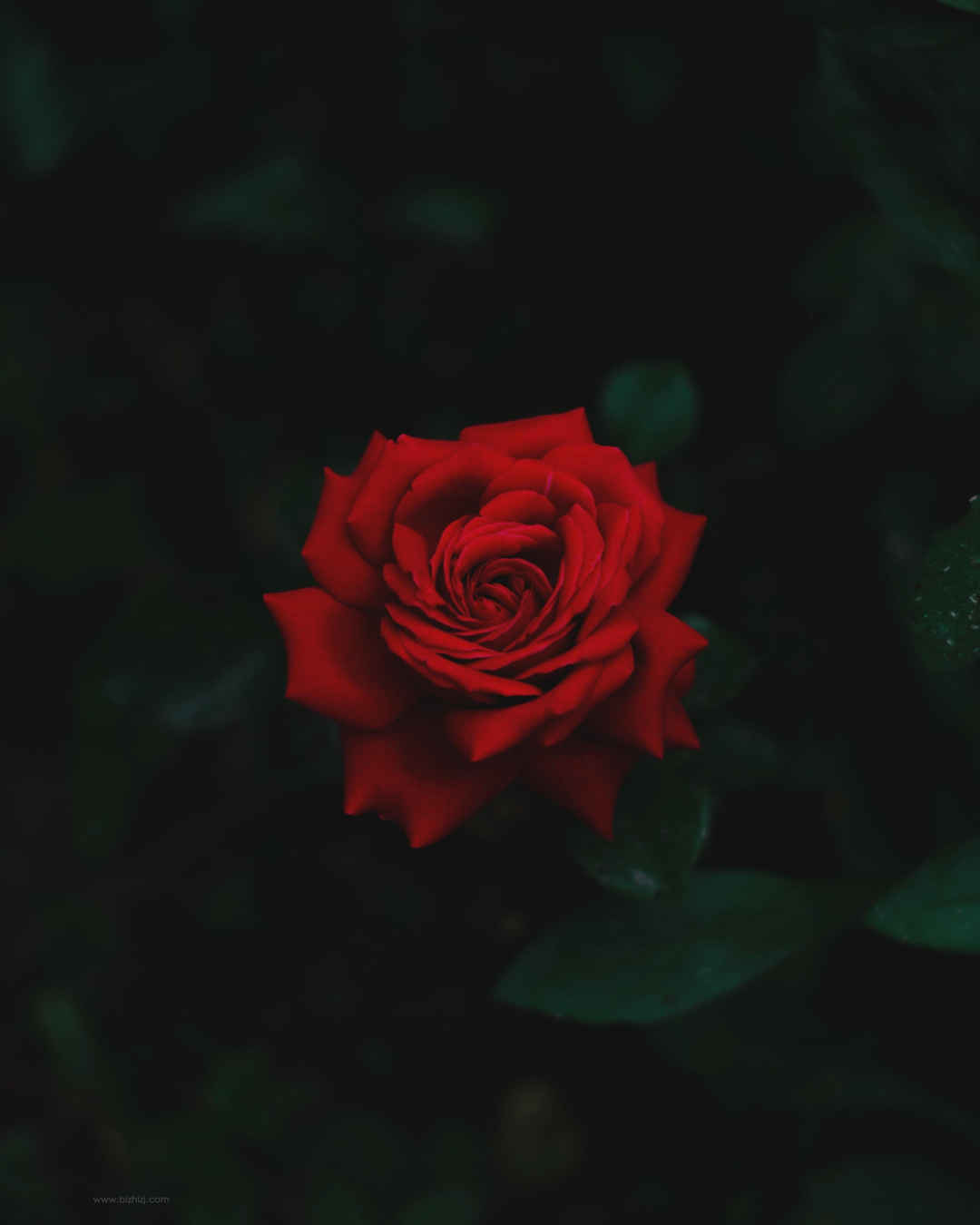 红玫瑰暗色手机壁纸-