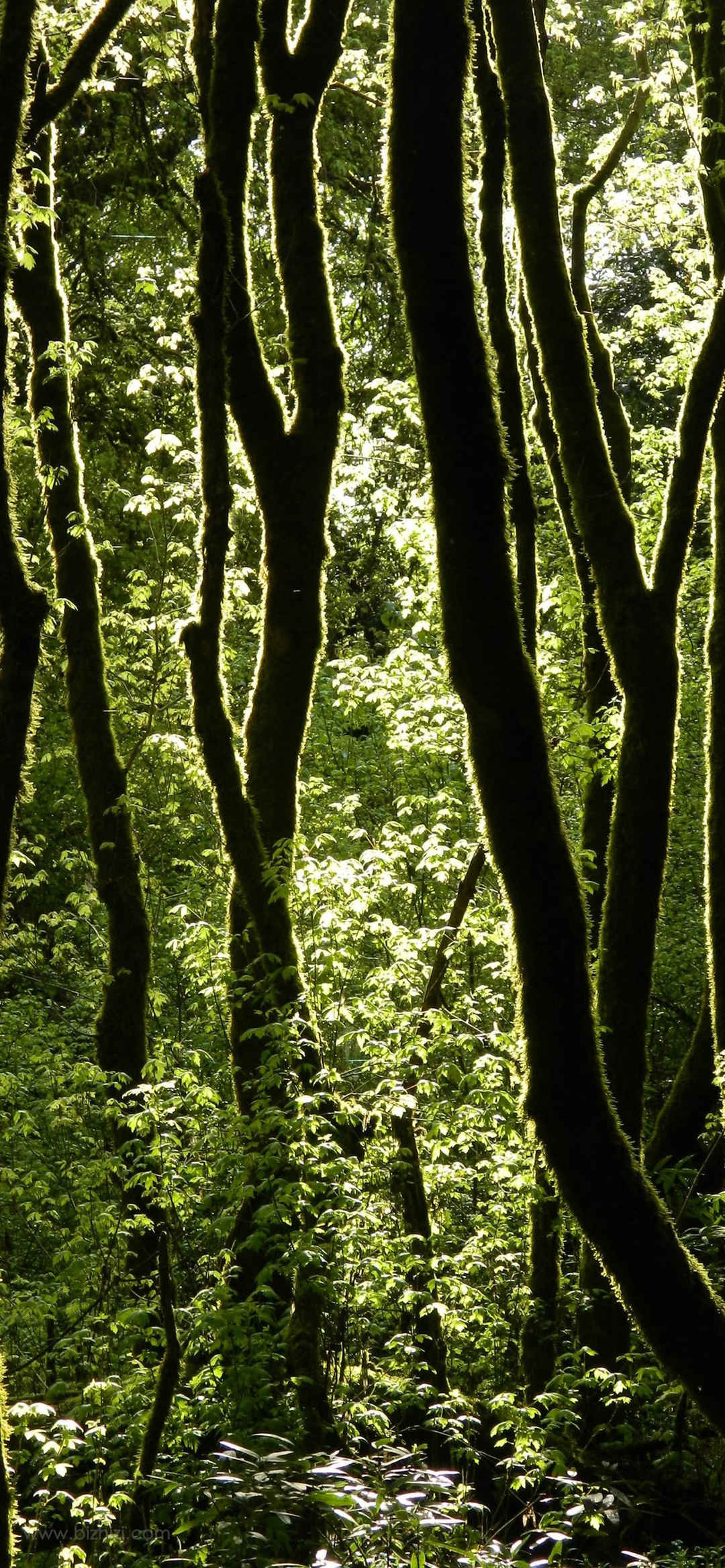 绿色森林小清新干净优质神仙背景图-