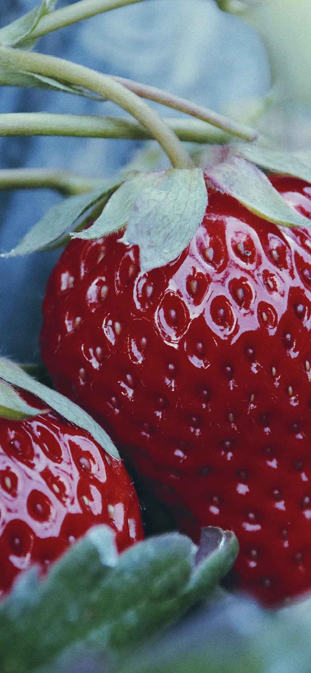 新鲜水果草莓壁纸