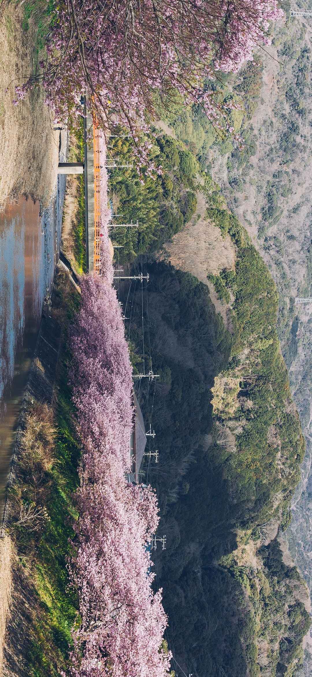 浪漫樱花日式风景摄影超级好看的横屏壁纸-