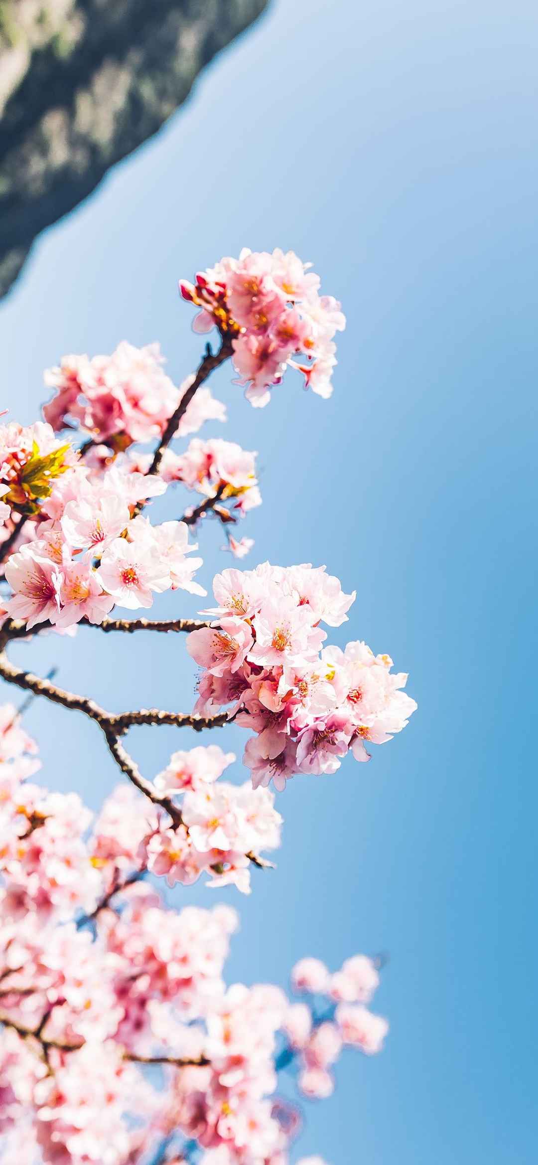 浪漫樱花日式风景摄影超级好看的横屏壁纸