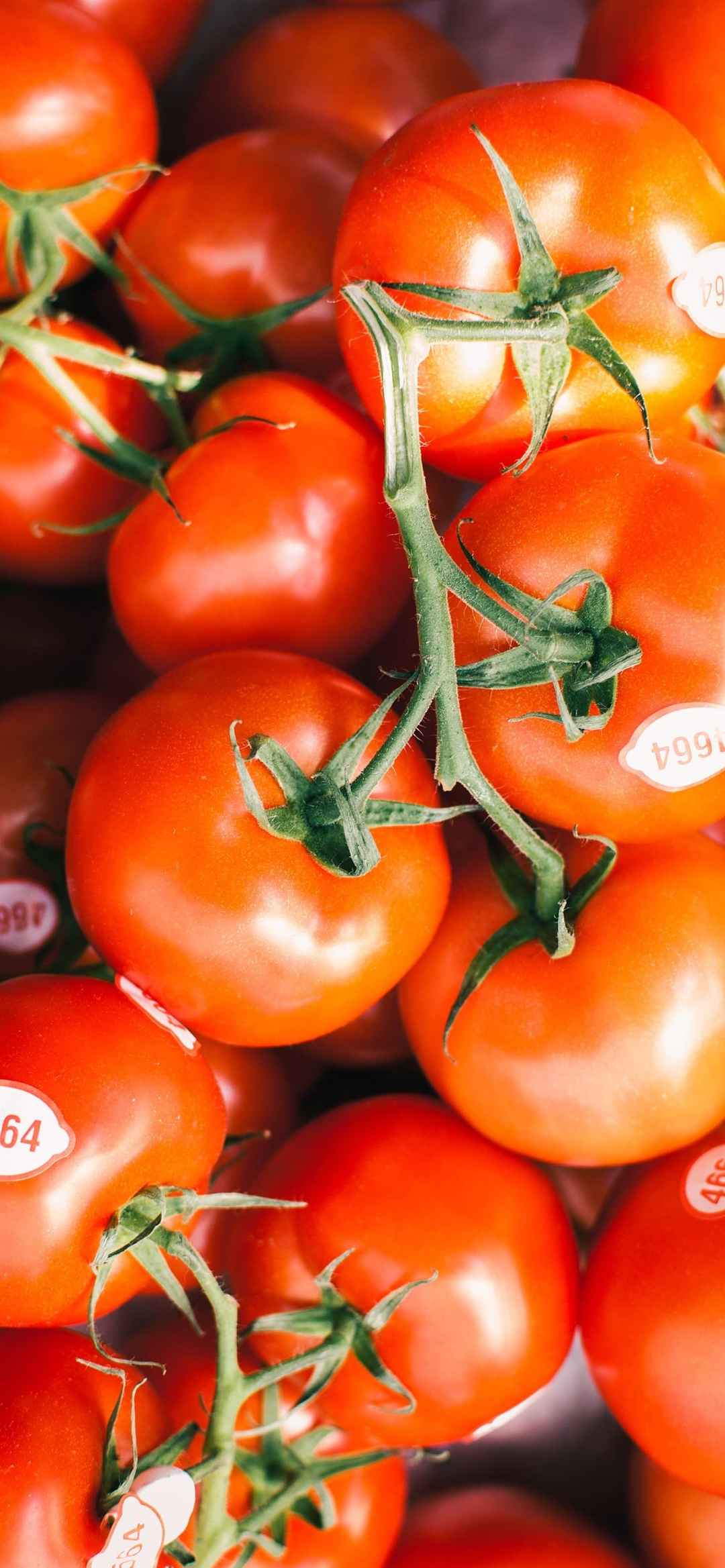 新鲜番茄超好看的动态手机壁纸