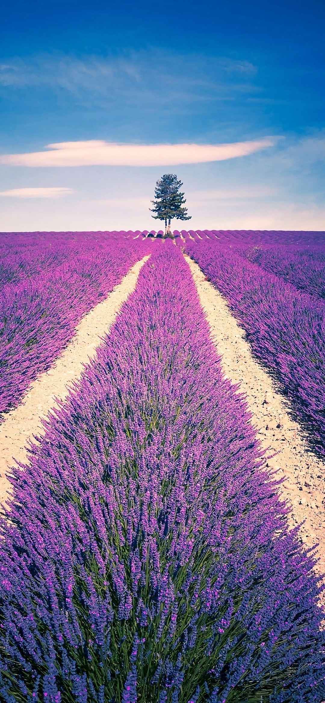 紫色薰衣草唯美花朵手机壁纸图片大全清新 风景-