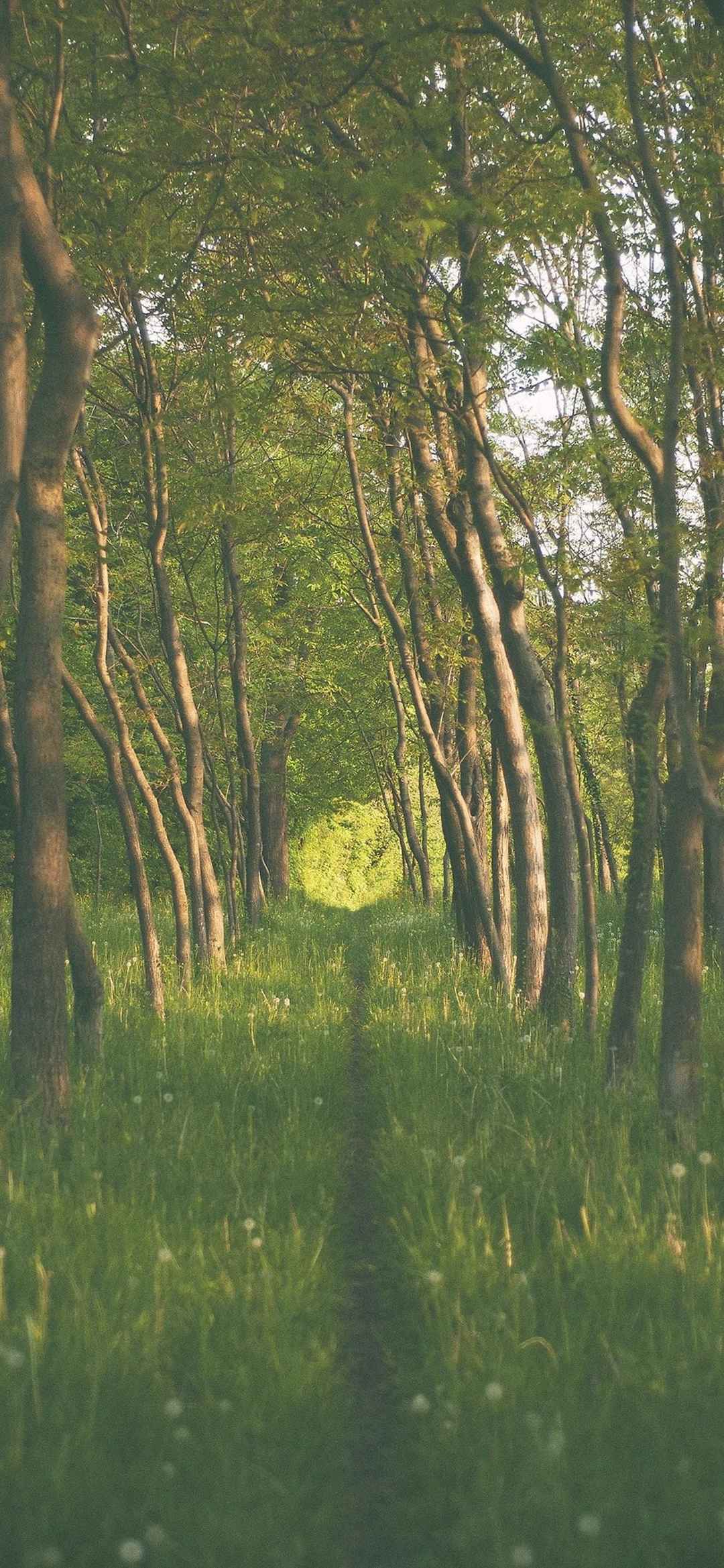 自然森林风景摄影8k极清竖屏手机壁纸-