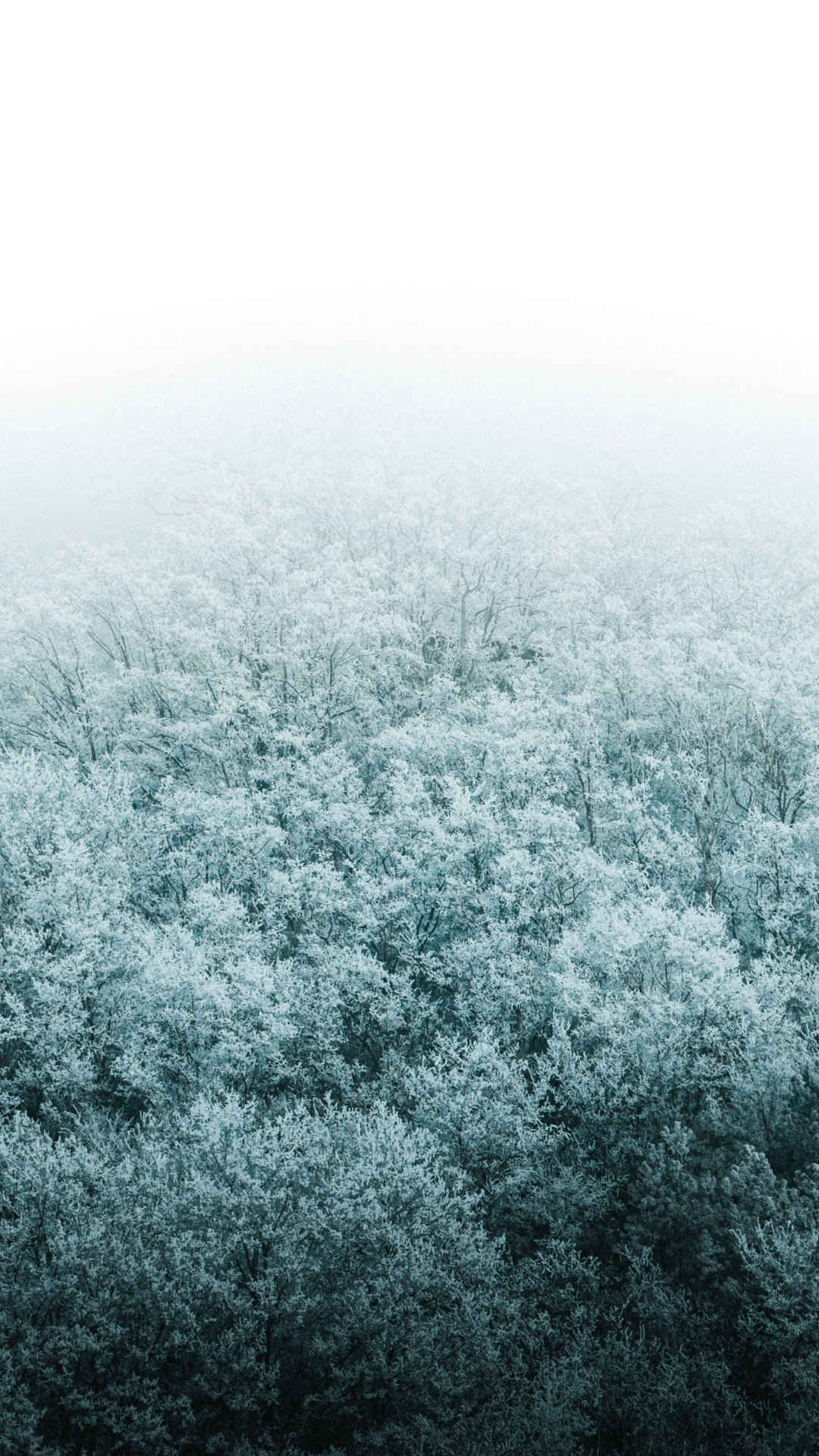霜结满山的森林风景高清手机壁纸-