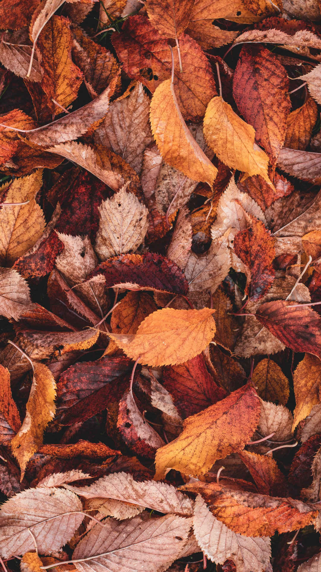 秋季森林里的落叶洒落一地古风淡雅意境美图