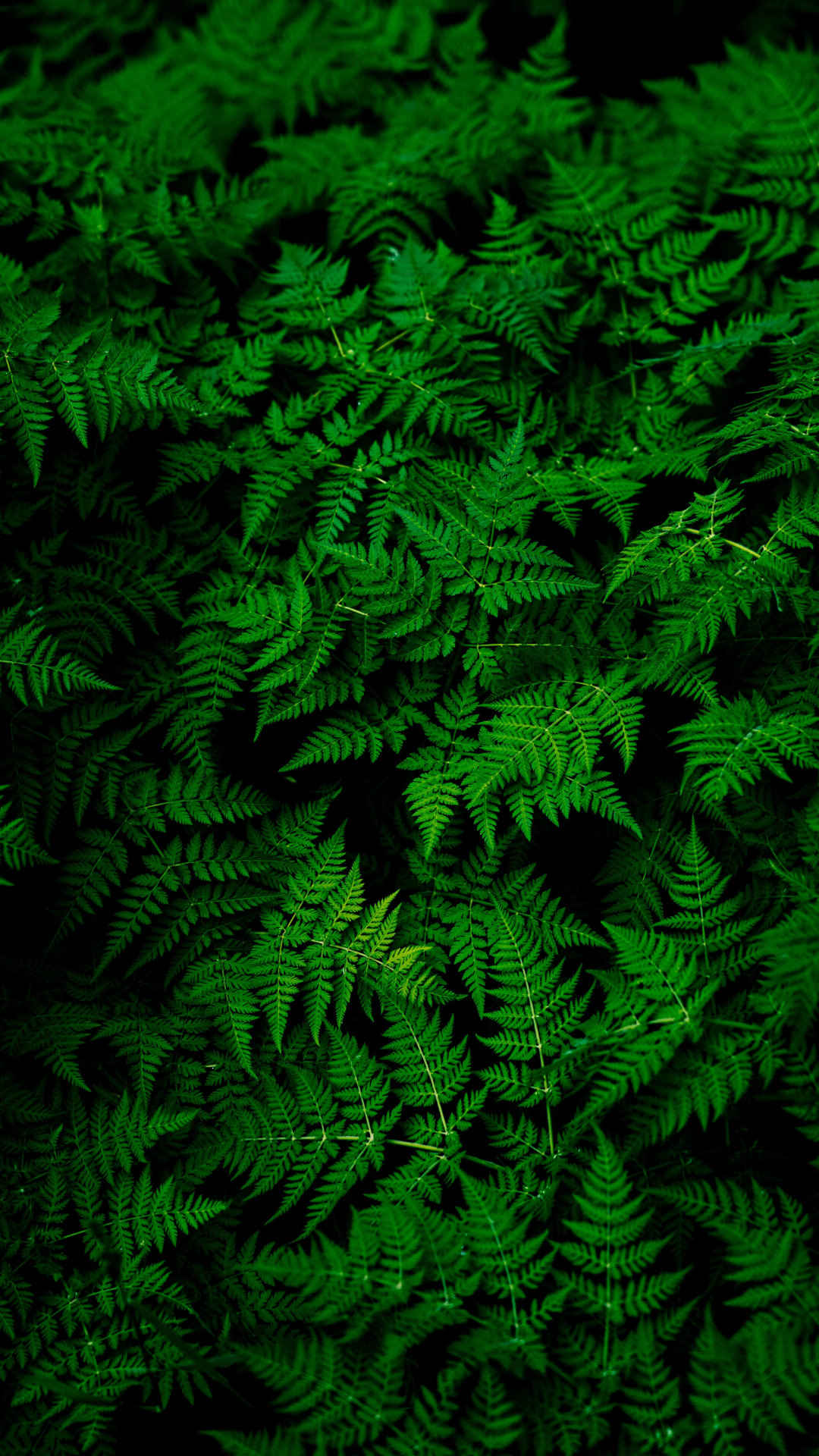 森林里的绿叶草丛超火绿色丧系壁纸-