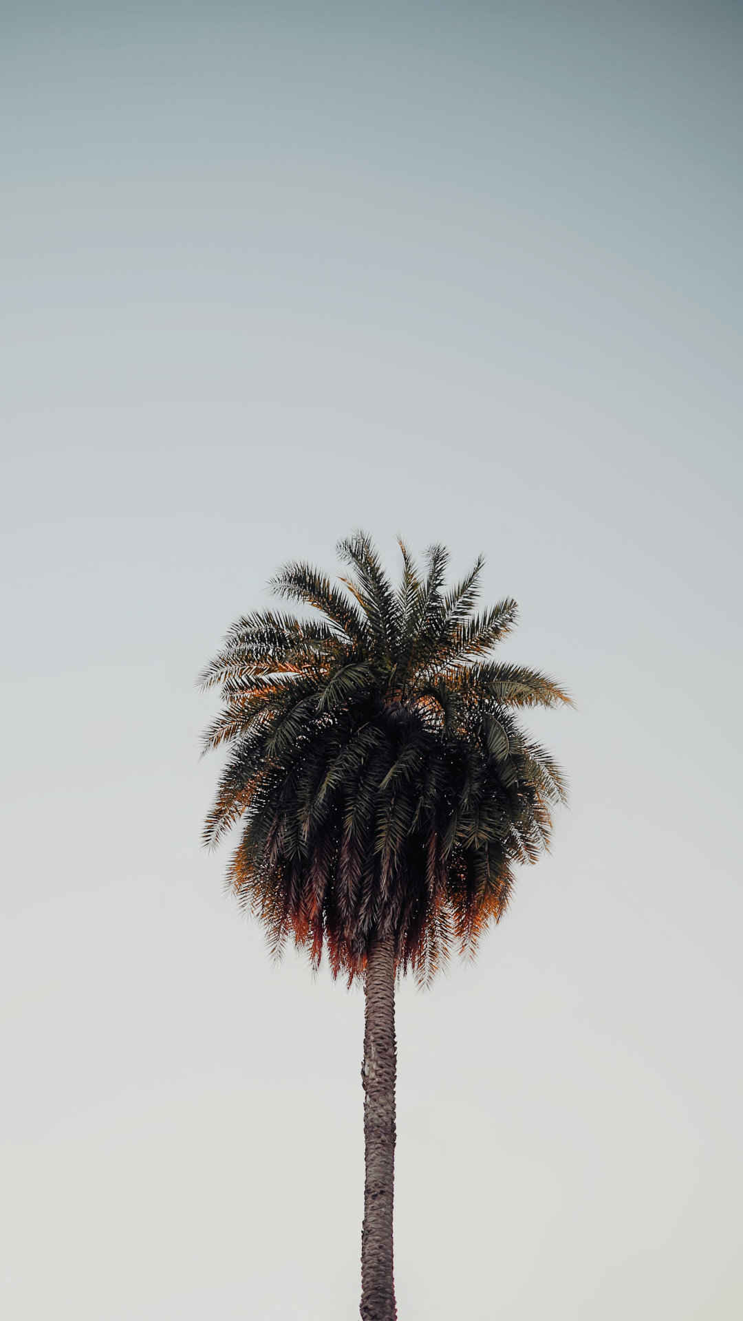 超清好看的海边椰树摄影4K手机壁纸