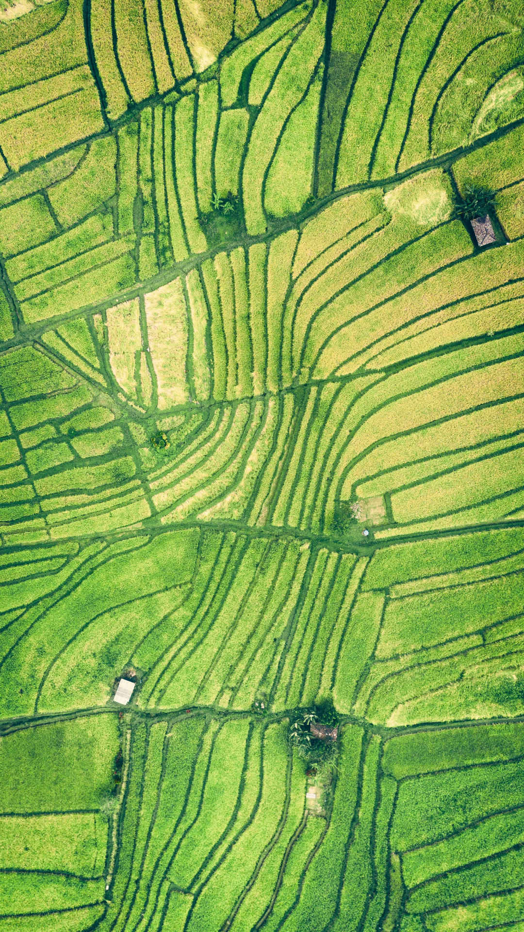 绿色护眼，高空航拍绿油油的稻田风景-