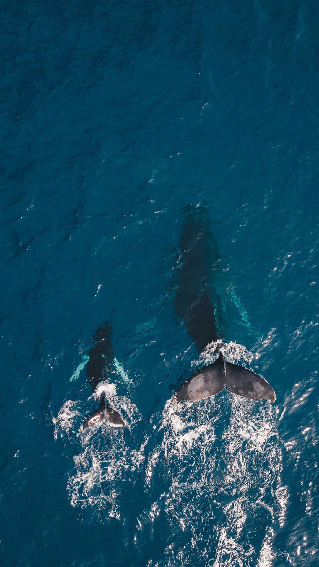 高清航拍海上拍打着尾鳍的鲸鱼手机壁纸-