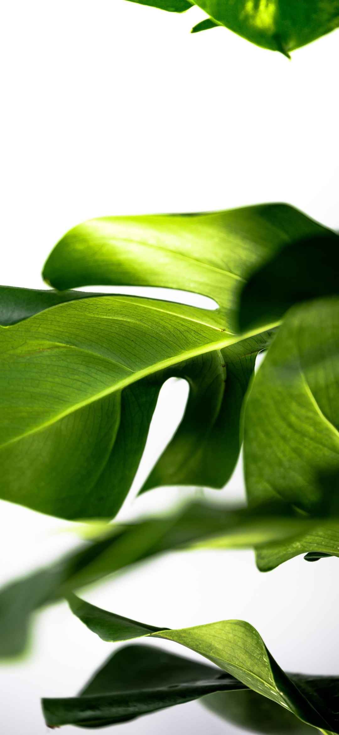 绿色护眼植物手机壁纸-