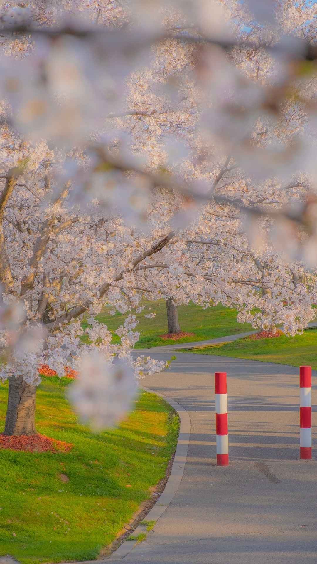 春光明媚的樱花公园苹果手机壁纸