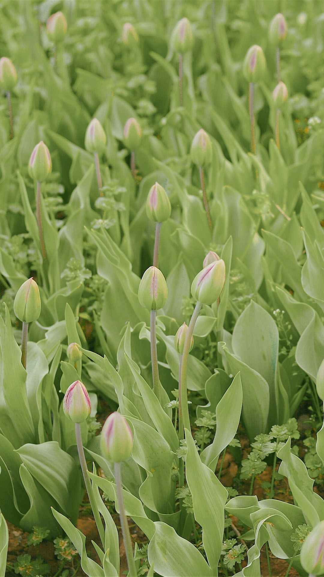 小清新春天植物摄影手机壁纸-