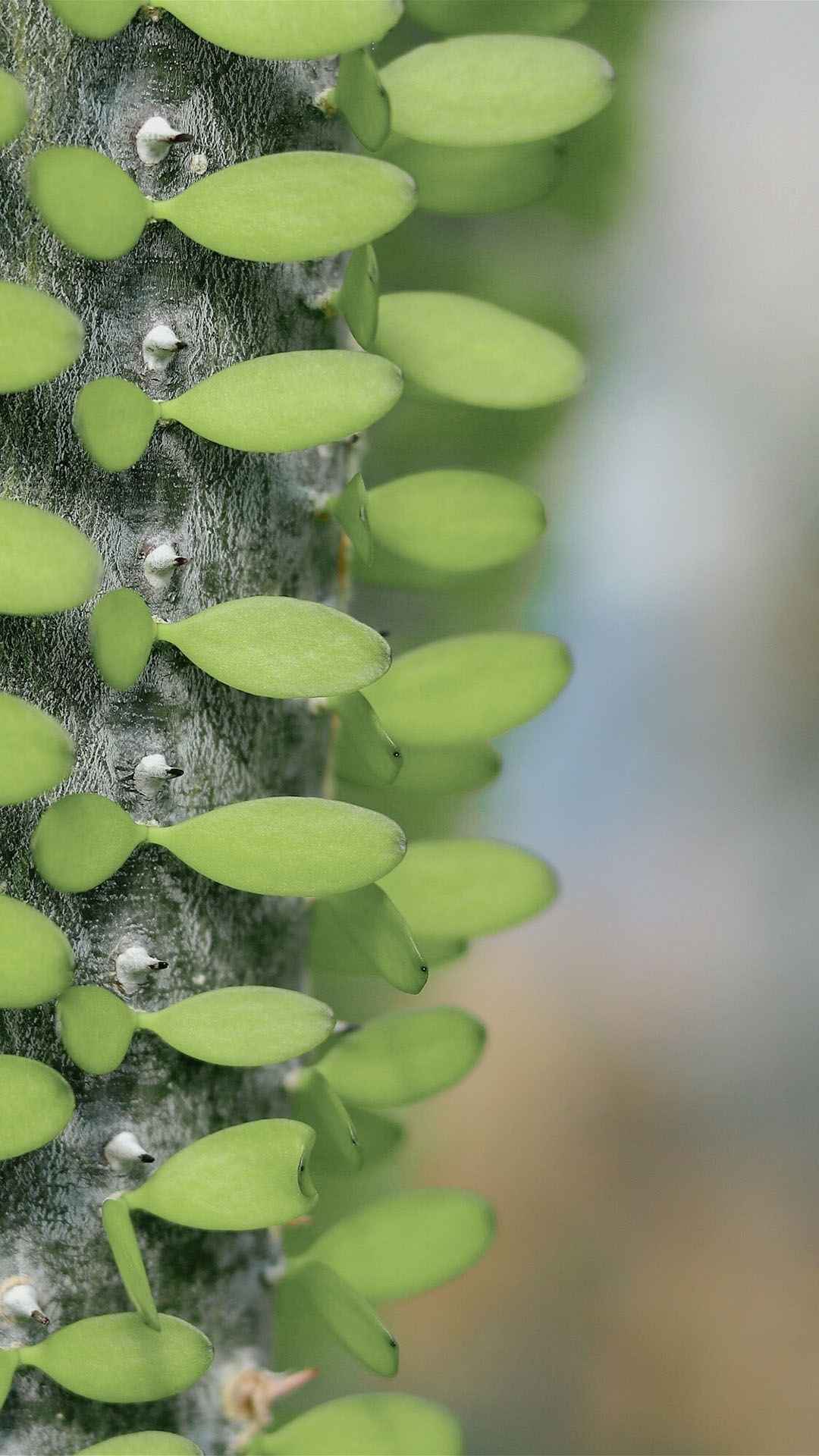 小清新春天植物摄影手机壁纸