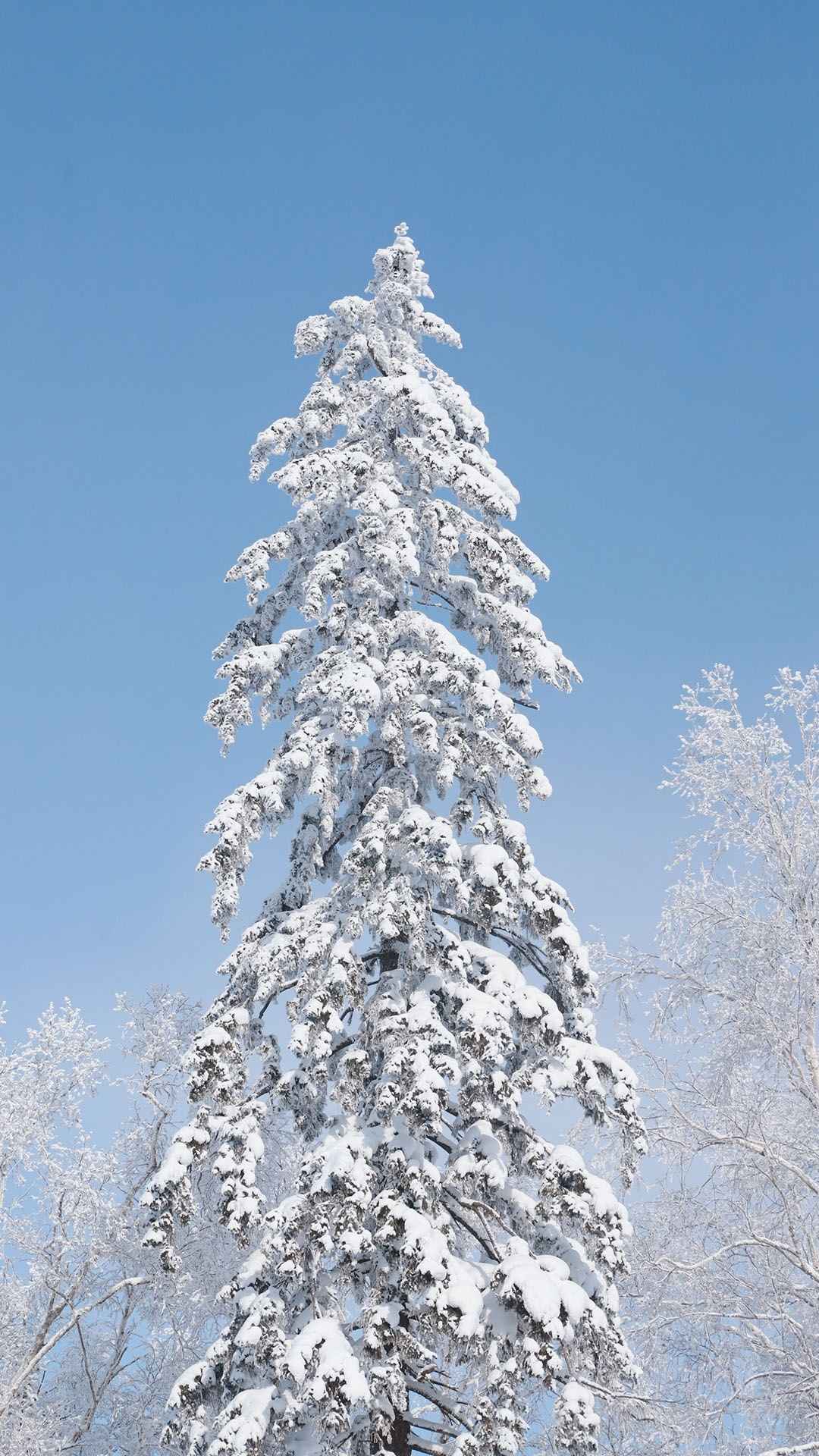 树林唯美迷人雪景少女心蓝色韩系壁纸-