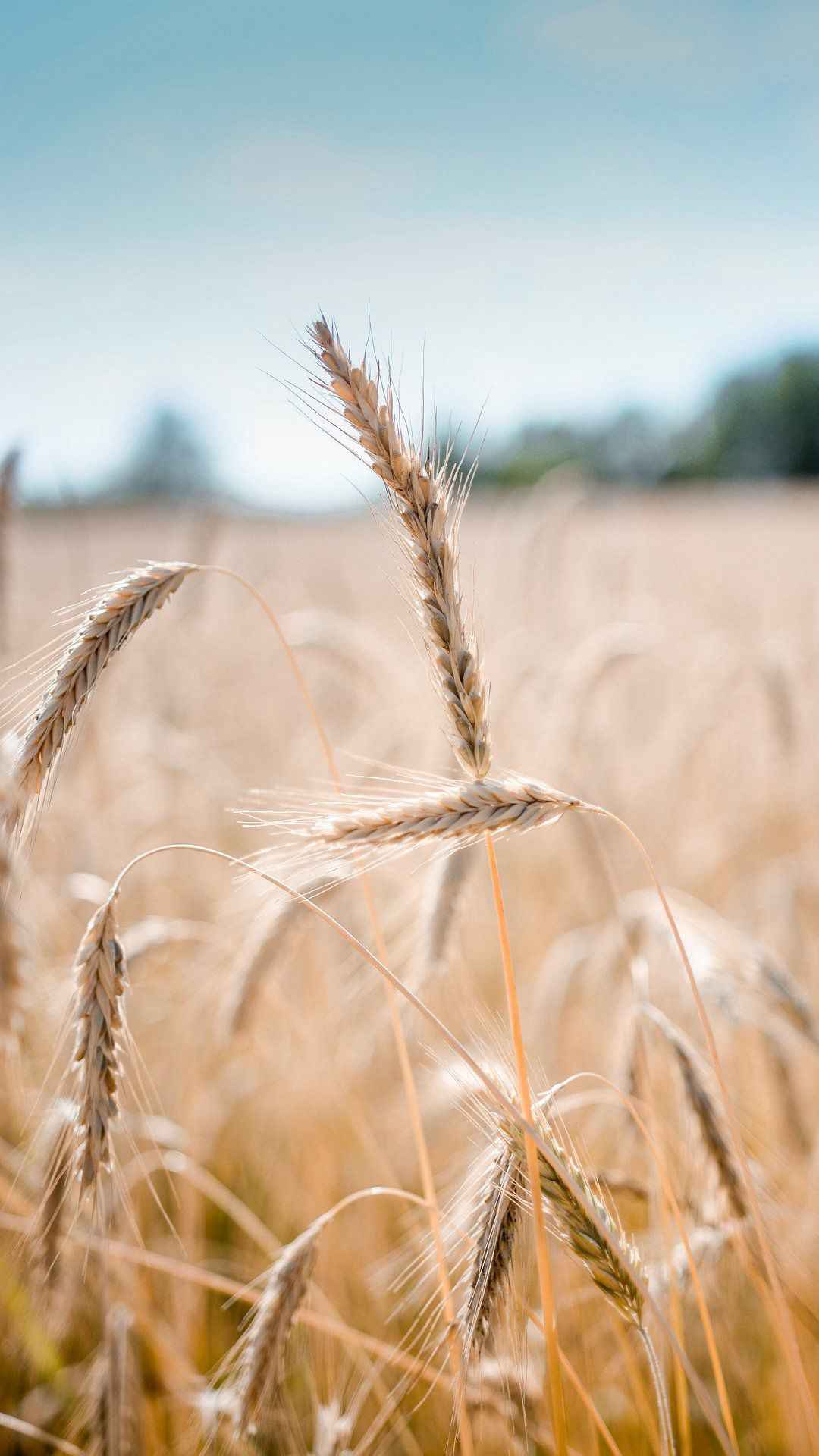 小麦农场植物手机壁纸图片