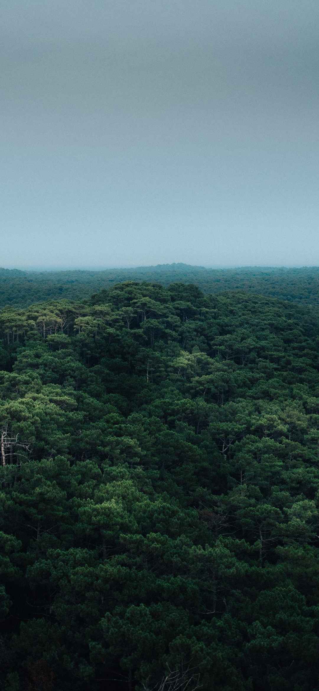 大自然森林风景手机壁纸-