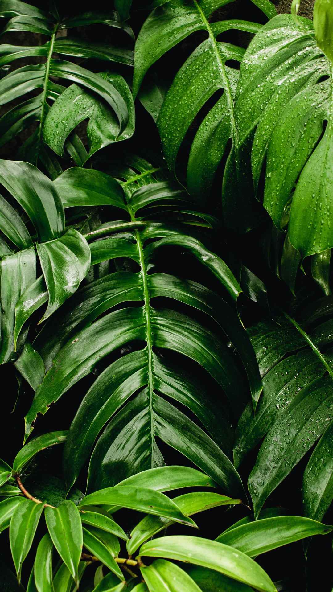 纯绿色芭蕉叶植物背景手机壁纸图片