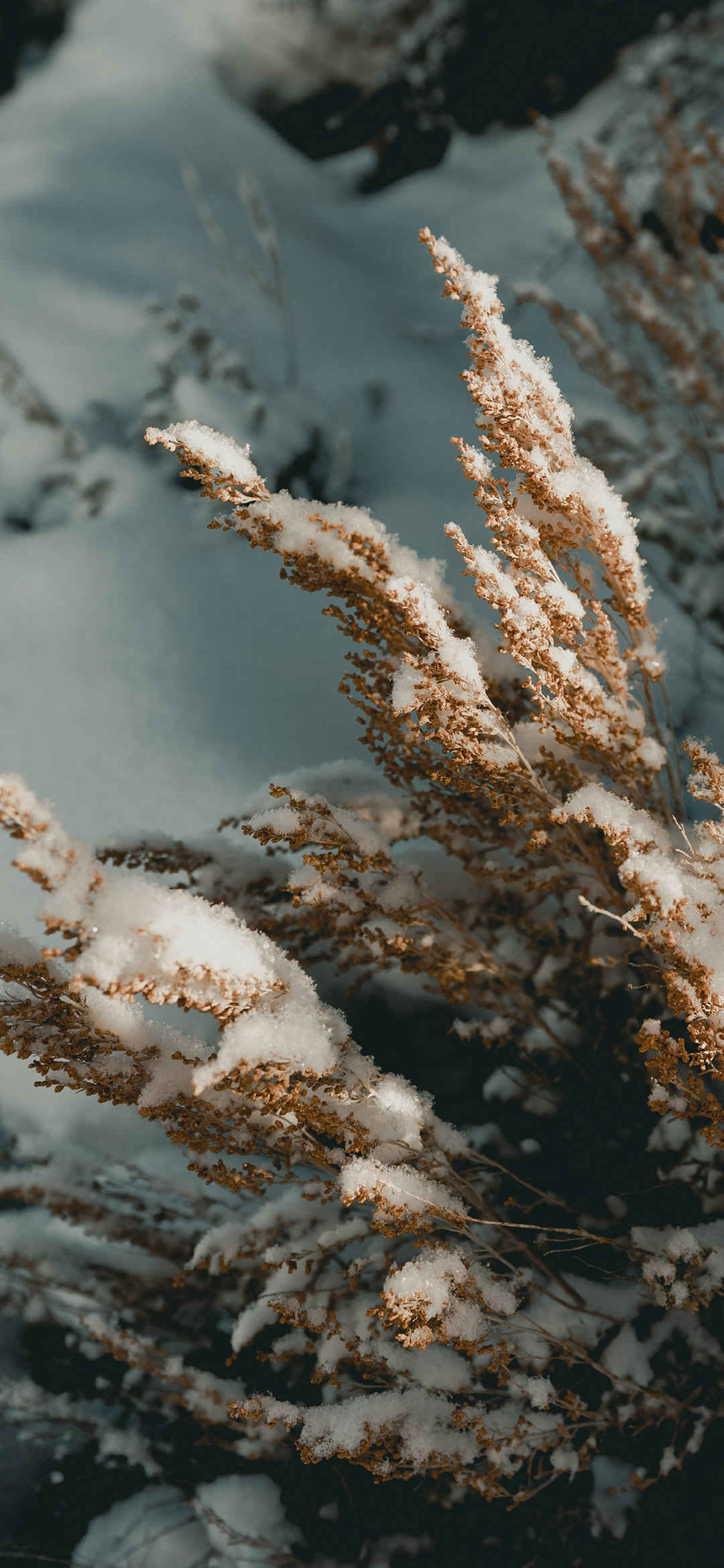 积雪覆盖的枯草手机壁纸-