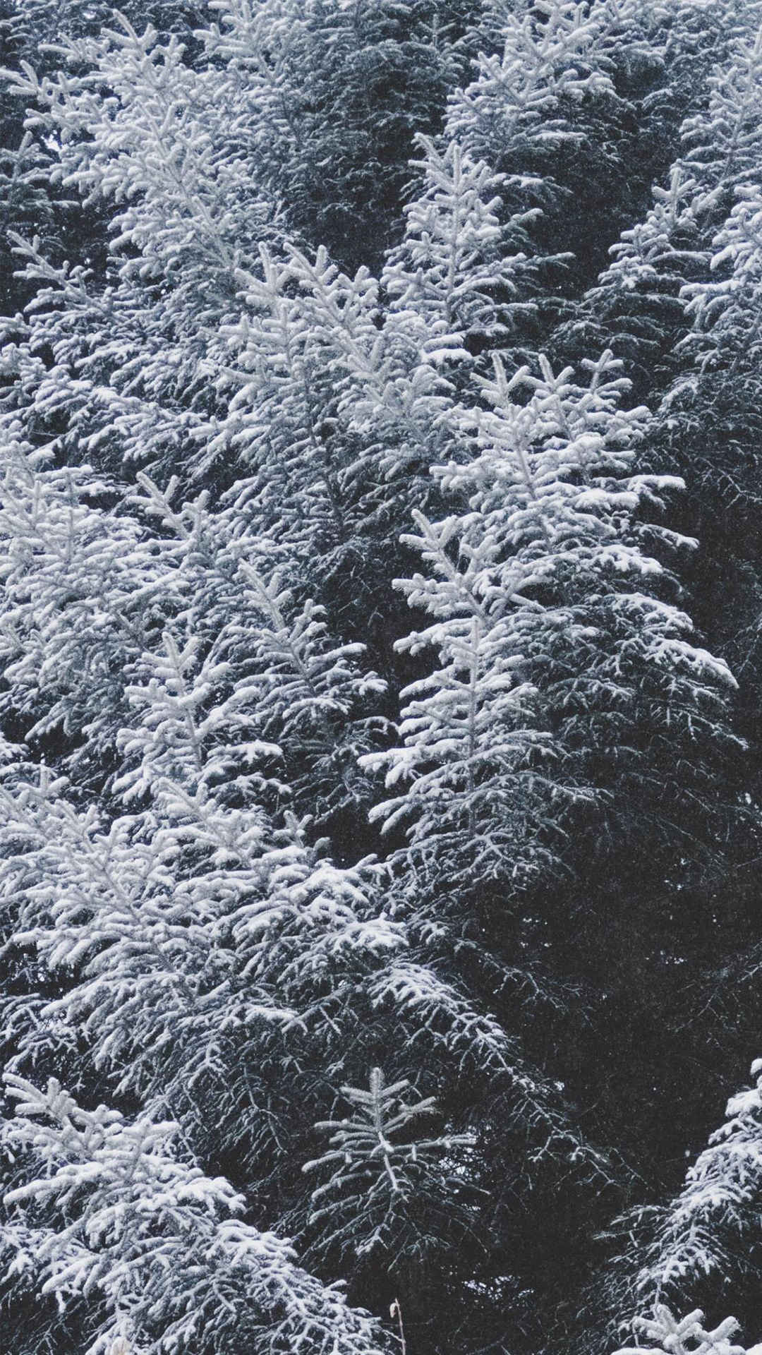 冬日唯美雾凇雪景手机壁纸-