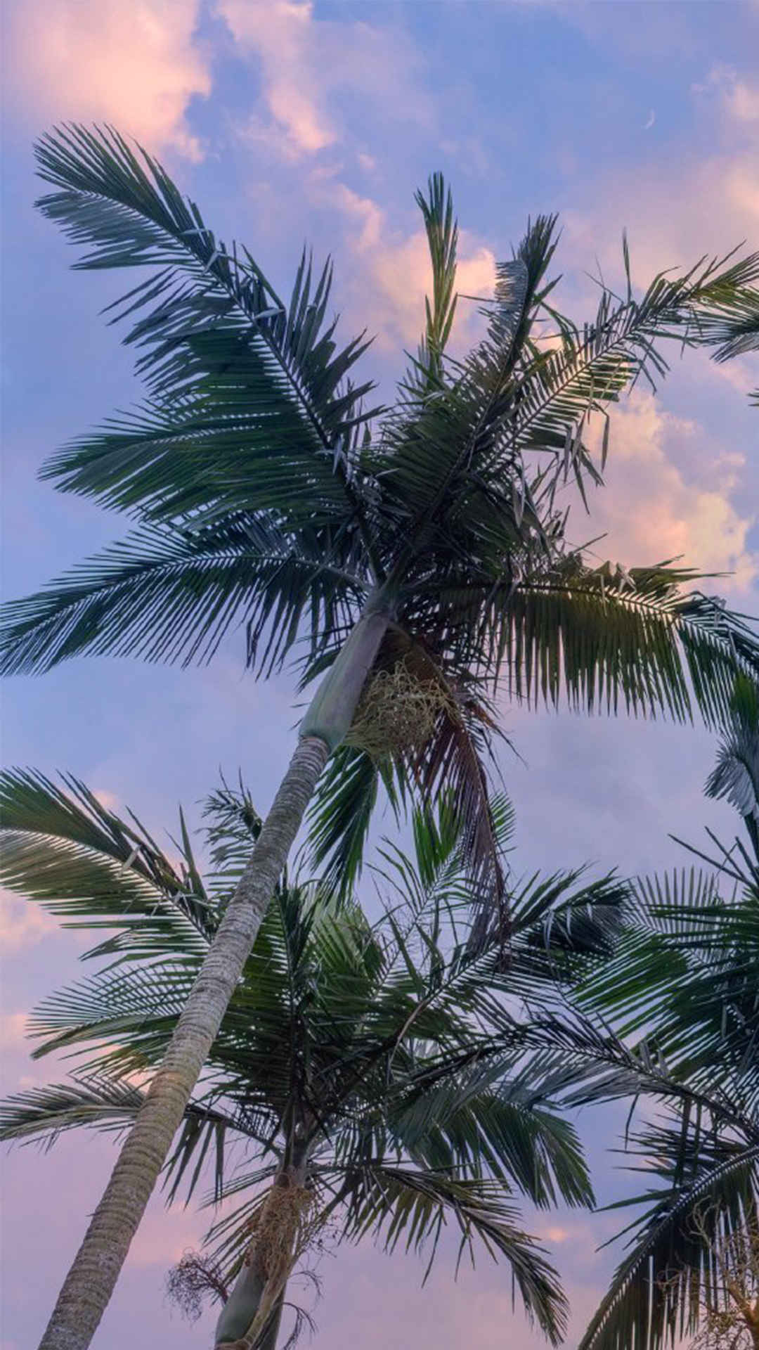 椰树清新唯美摄影手机壁纸