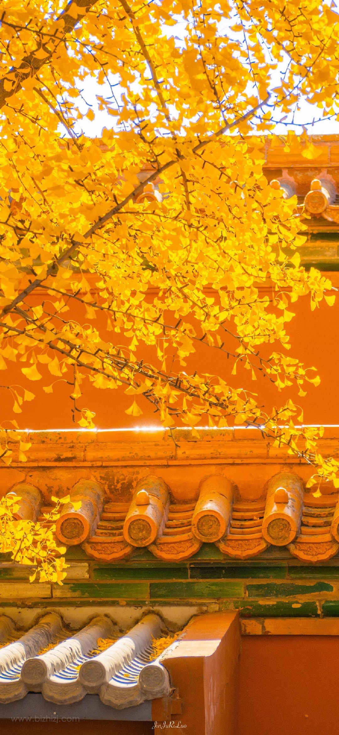 一叶知秋的风景图片-