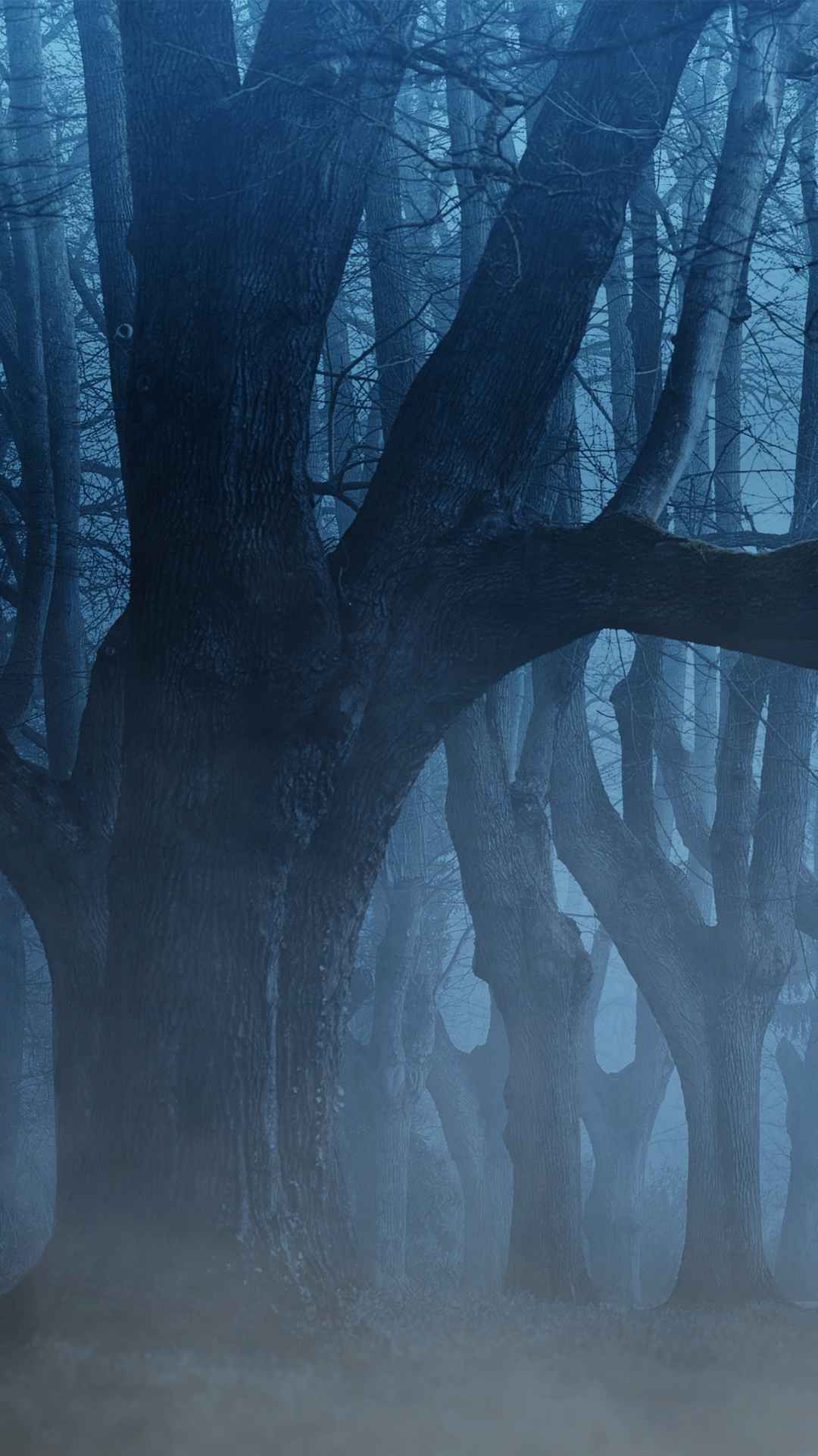 雾 树木 森林手机壁纸-