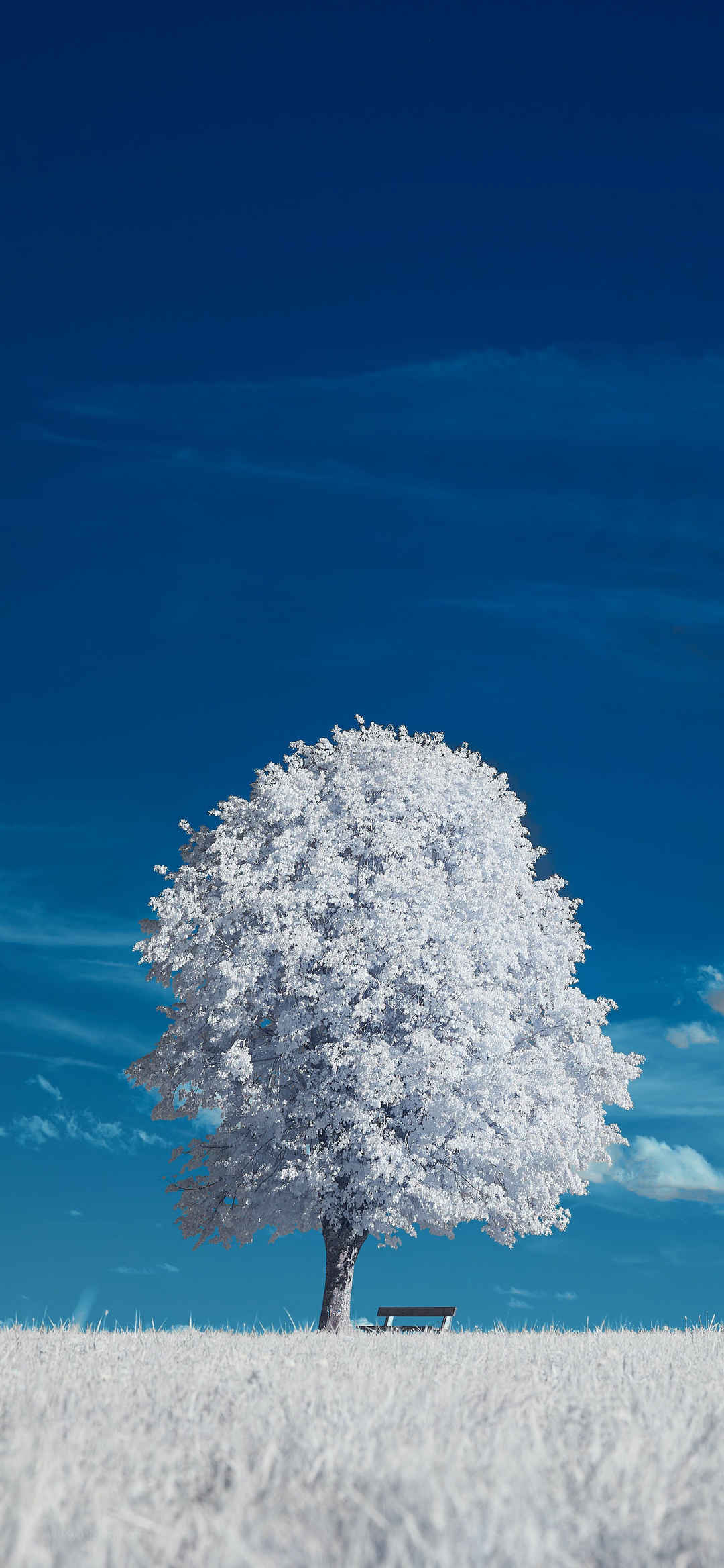 冬季结霜一棵树风景壁纸手机超清全面屏-