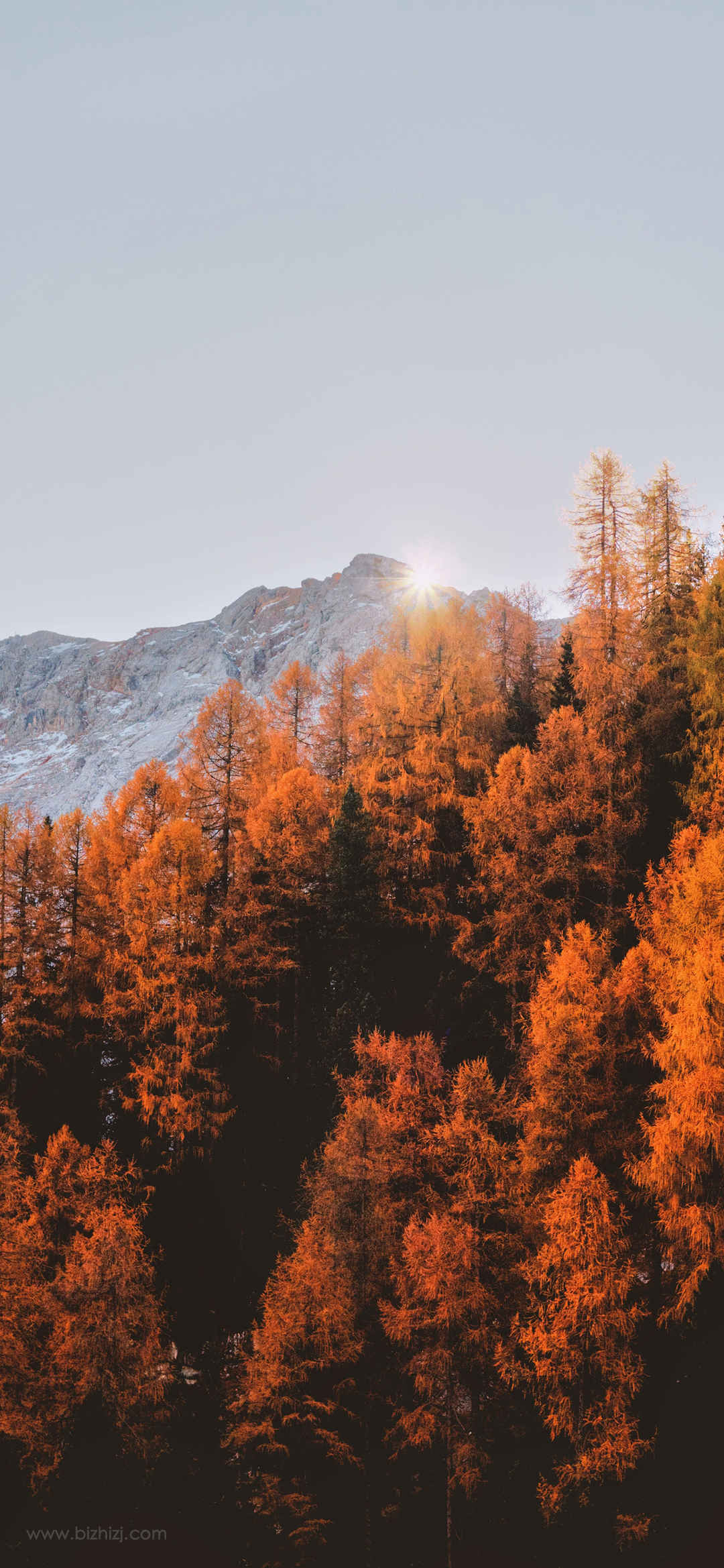 绝顶秋季唯美森林美丽风景竖屏图片-