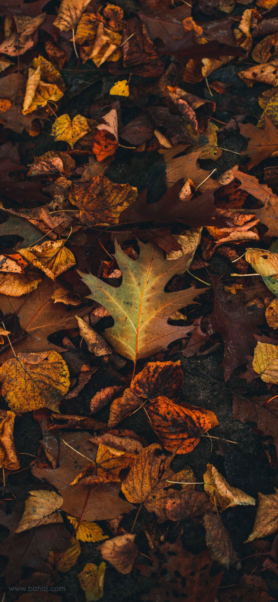 秋天落叶枯叶唯美手机壁纸高清图片