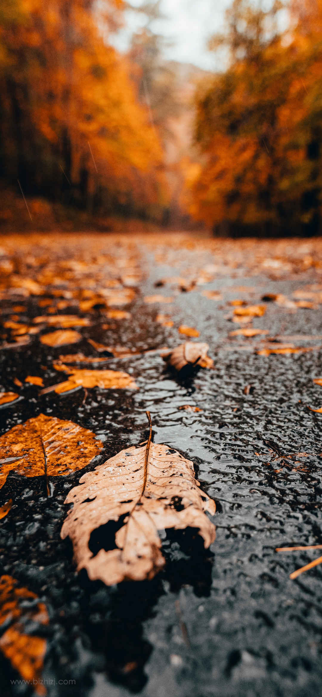 秋天落叶掉在水里手机壁纸高清图片-