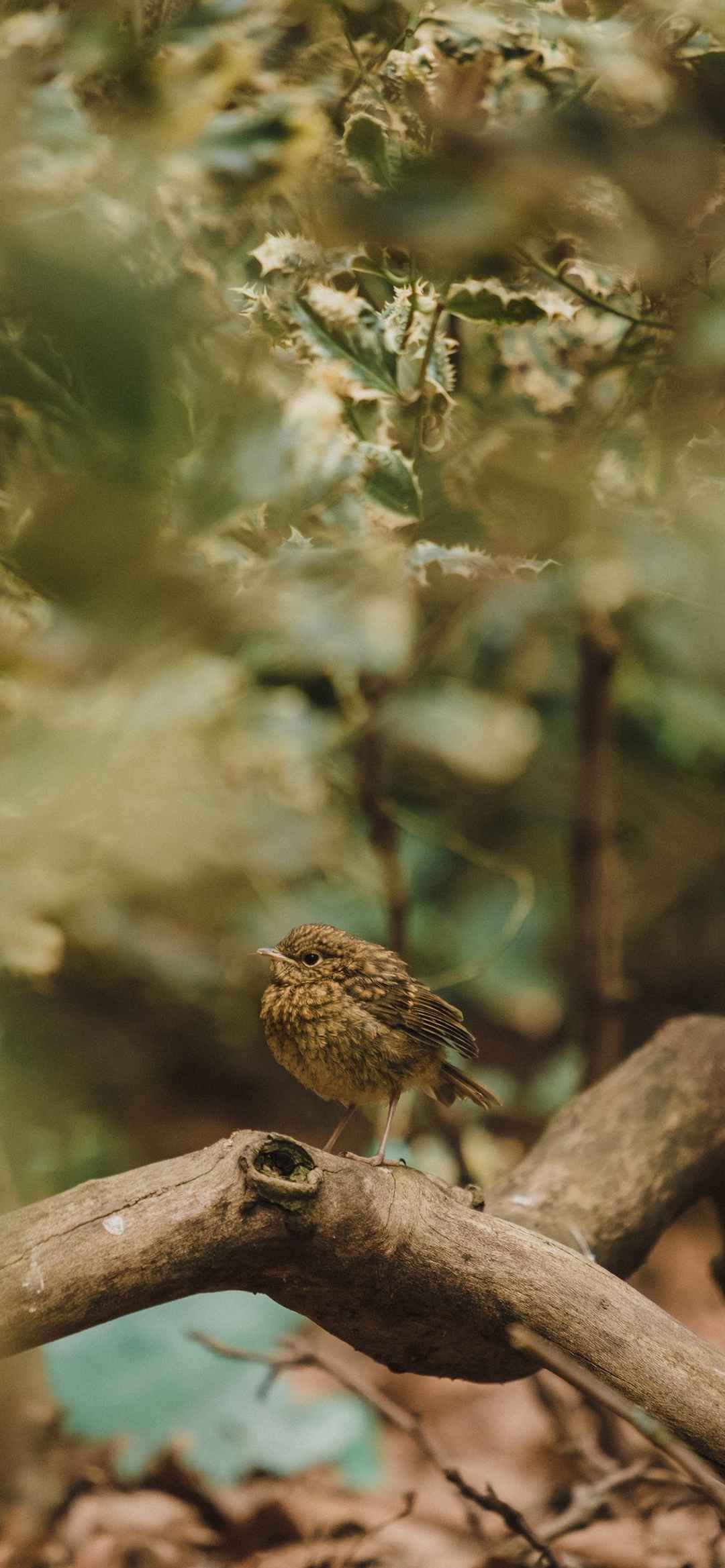 真实漂亮小鸟站在枝头上自然风景图片-