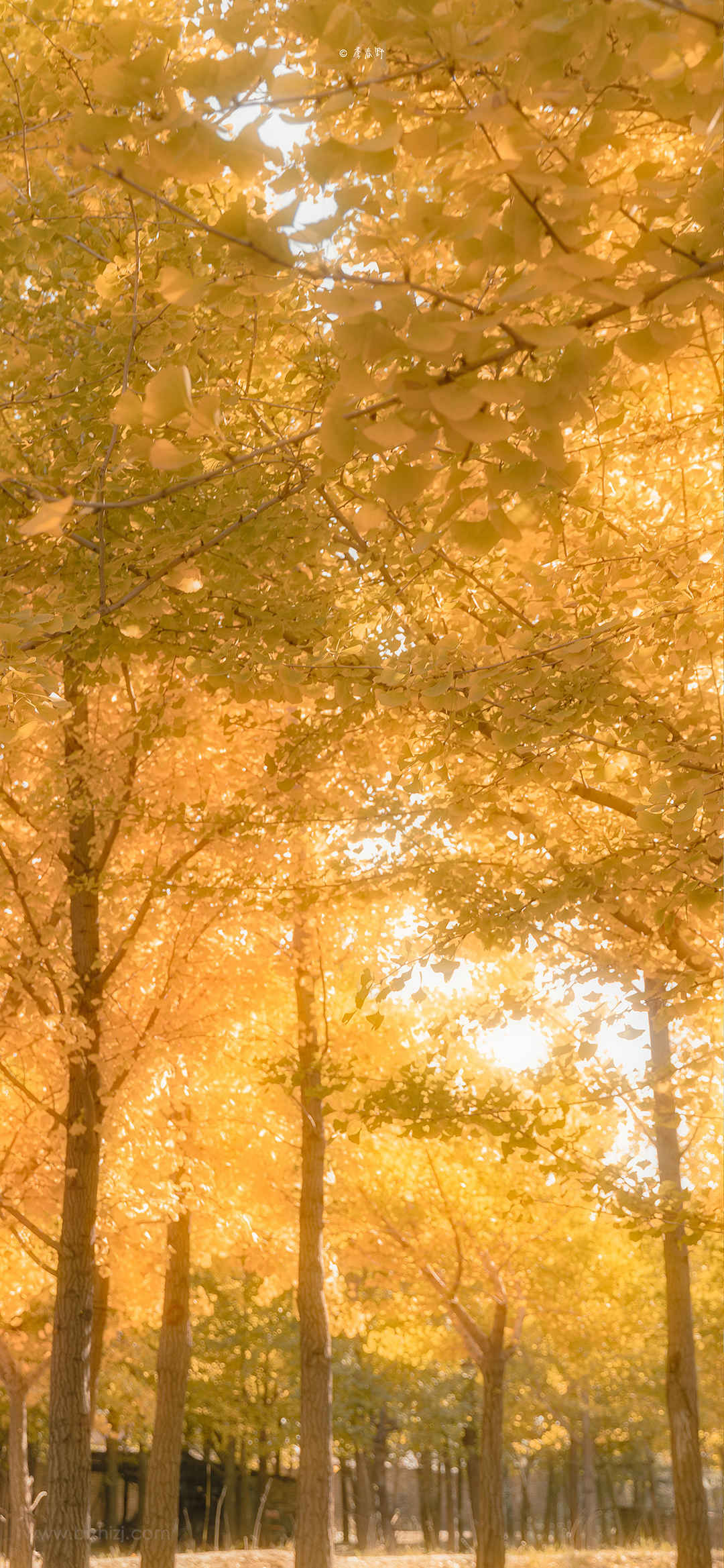 秋天黄色树叶风景手机壁纸