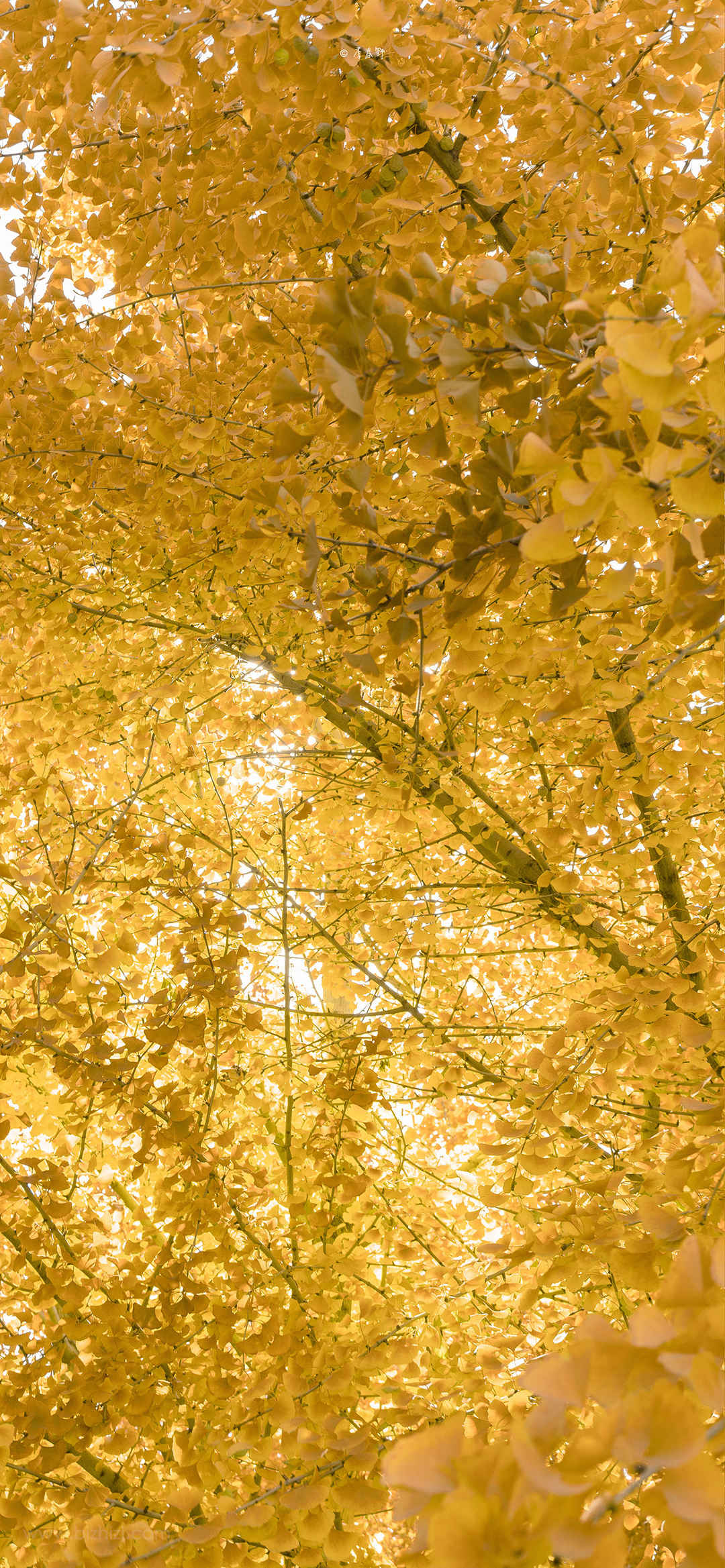 秋天黄色树叶风景手机壁纸-