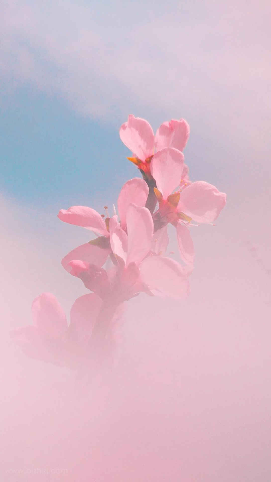 粉色桃花浅蓝天空手机壁纸