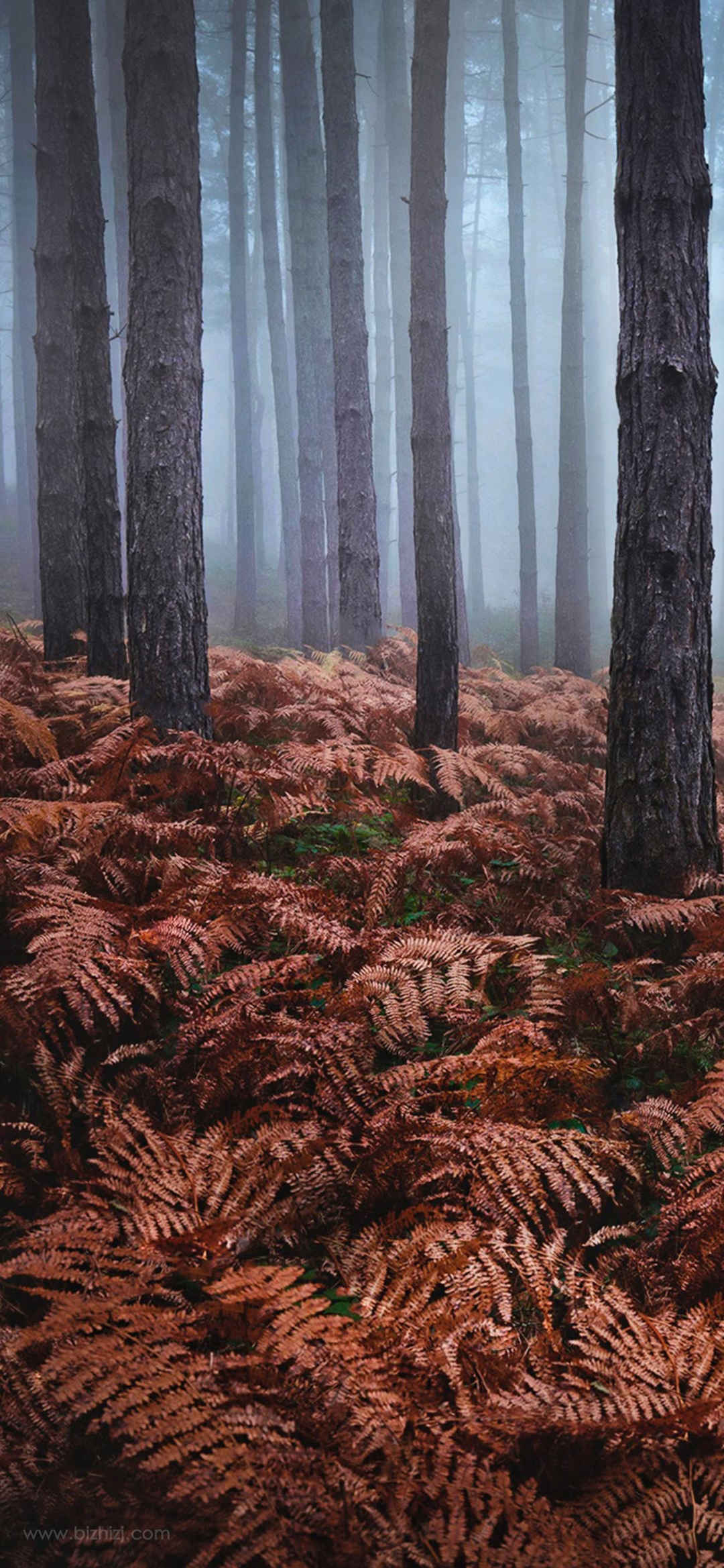 自然森林风景手机壁纸