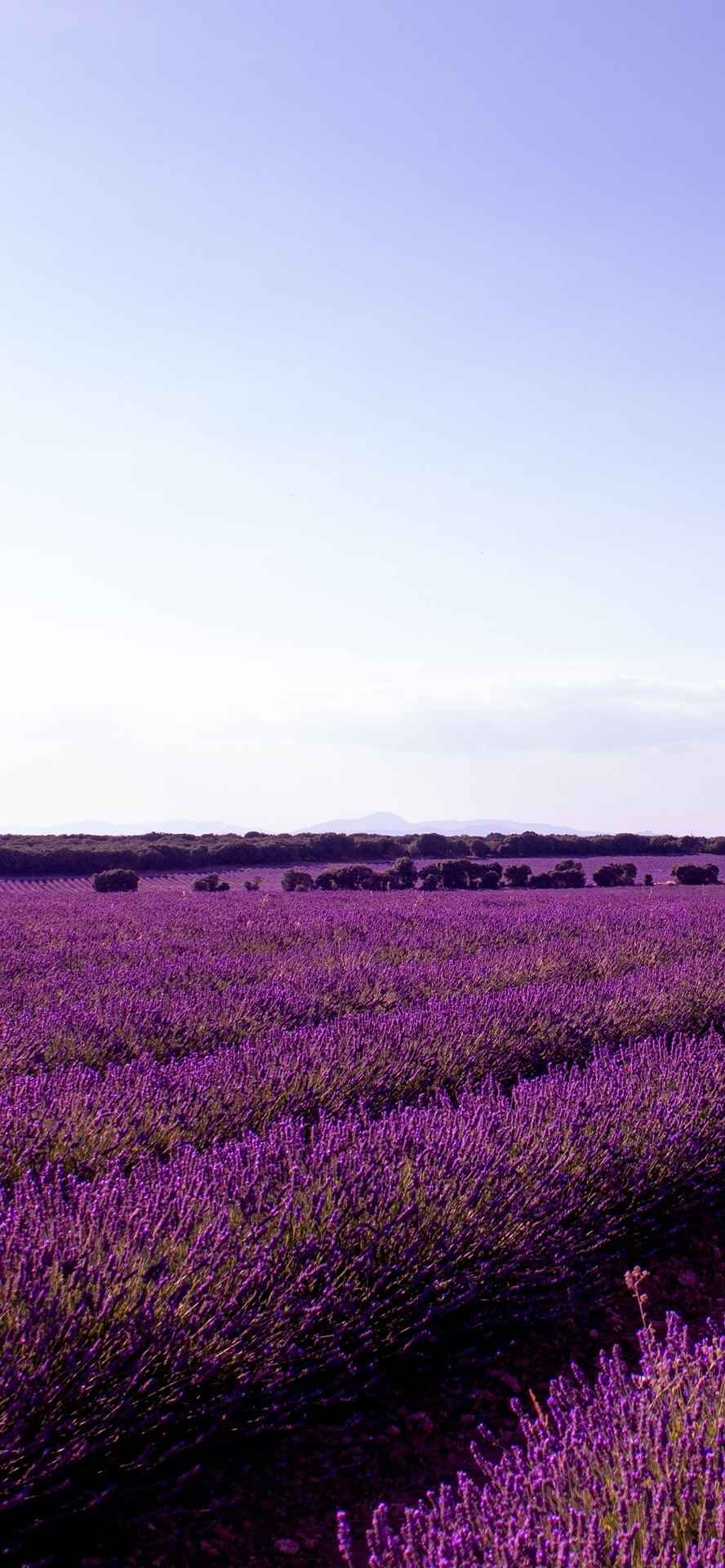 紫色薰衣草花海手机壁纸