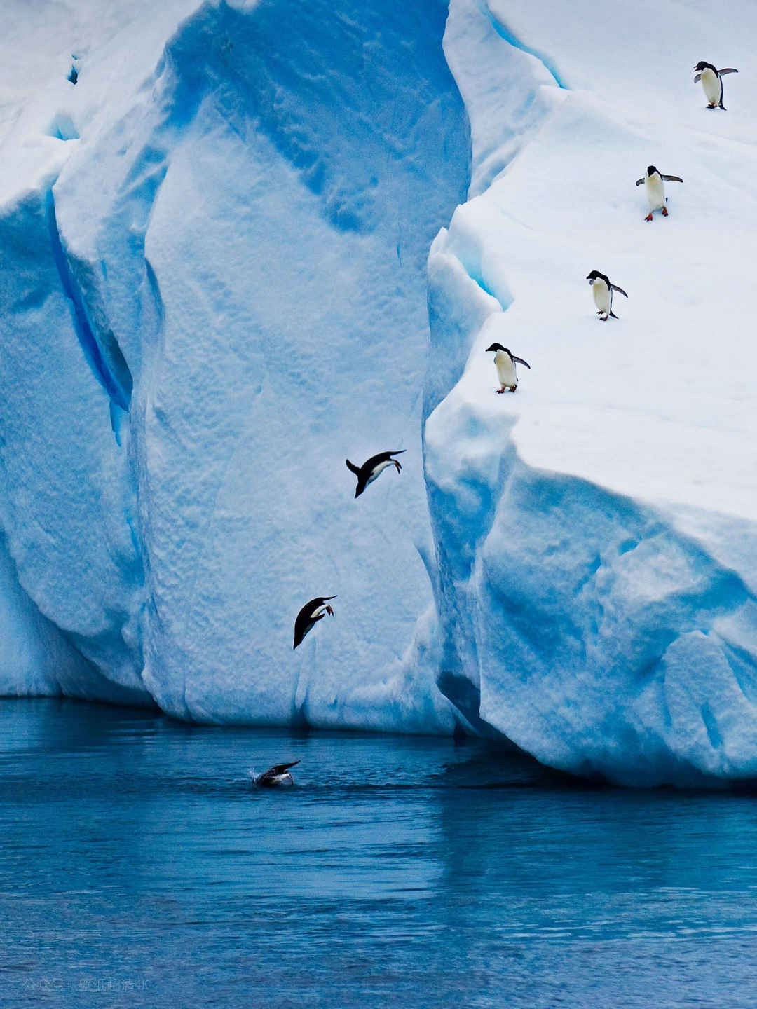 冰川上跳水的企鹅手机壁纸-
