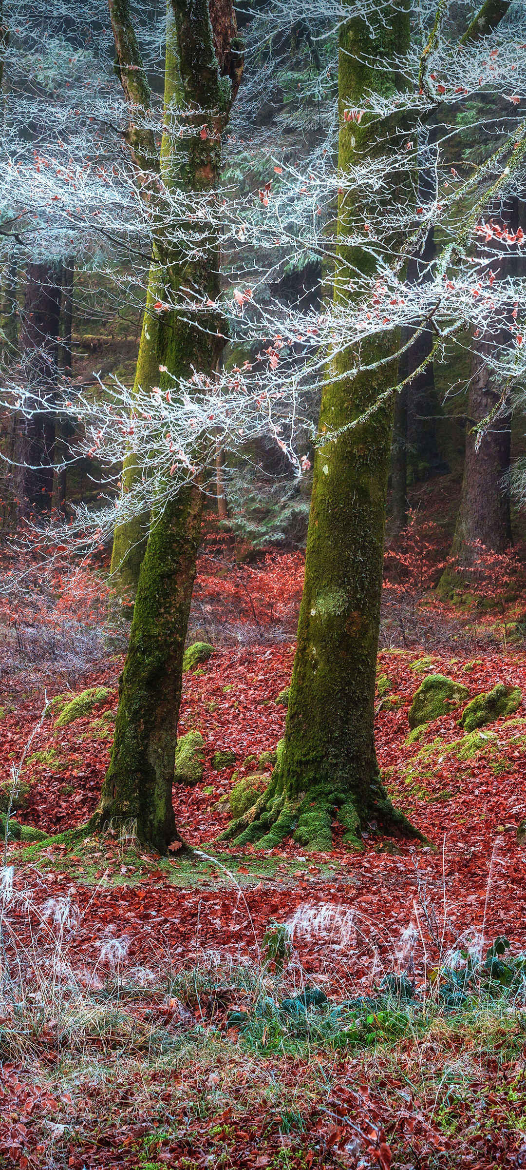 森林里的树风景全面屏手机壁纸